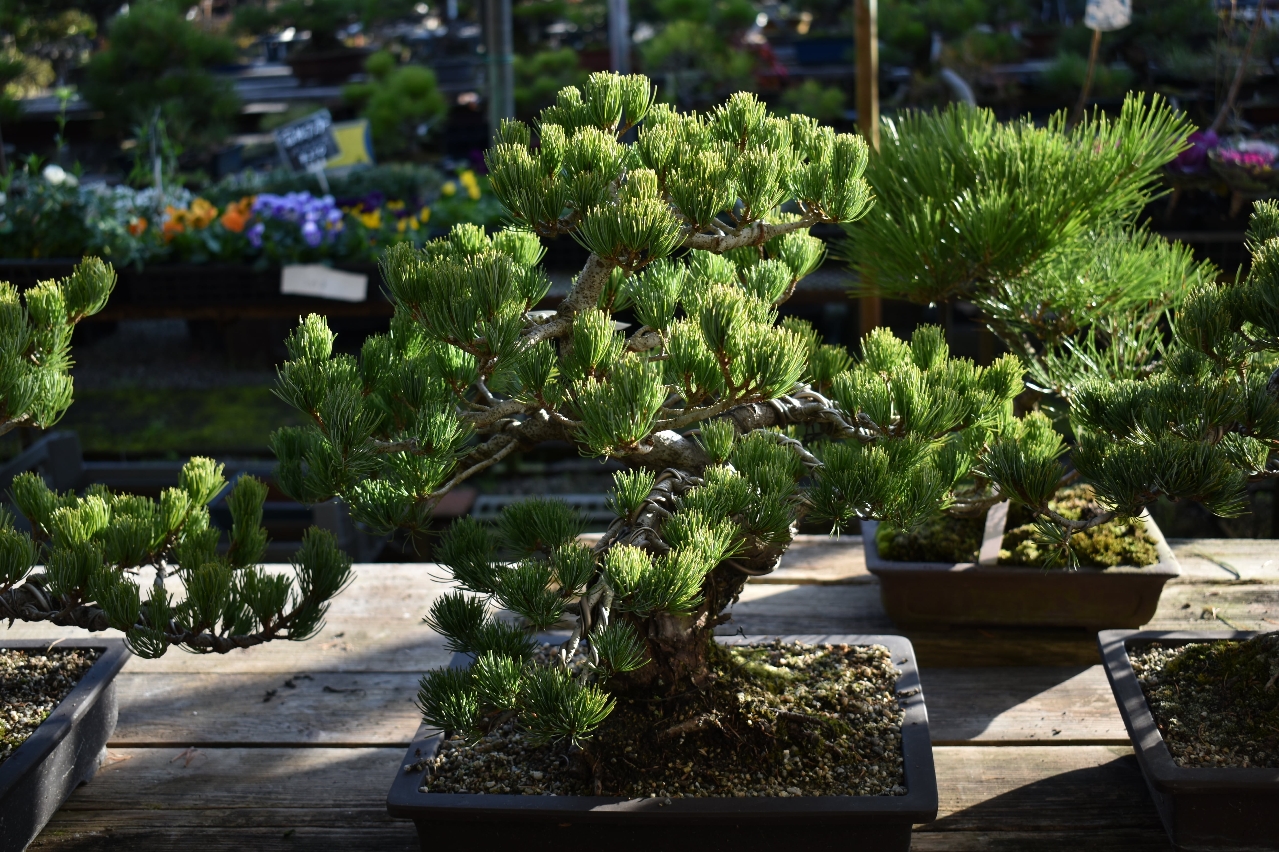 今年人気のブランド品や 盆栽 五葉松 樹高85cm 盆栽 PRIMAVARA