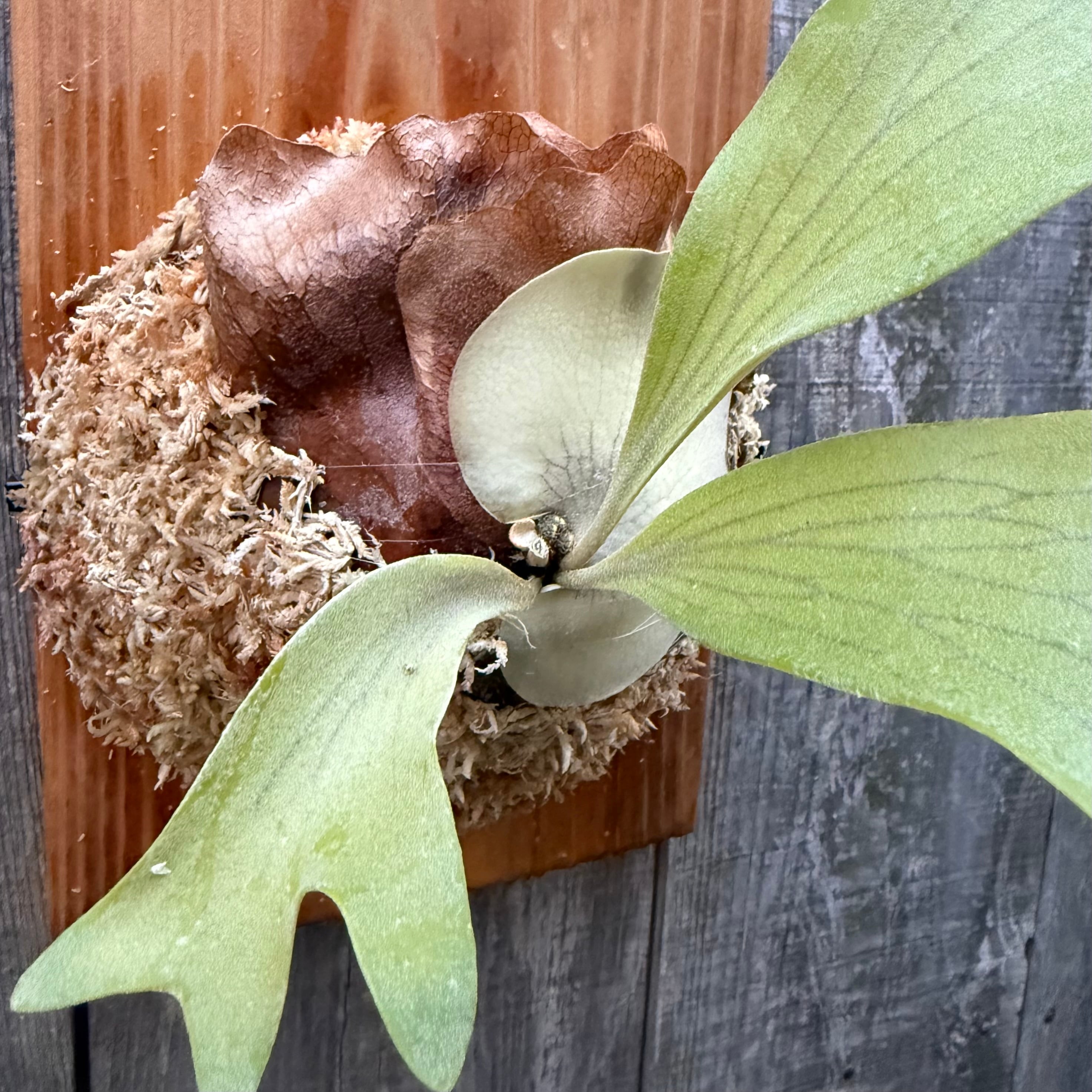P. hillii cv. Miss Moana (pup) | naturefix