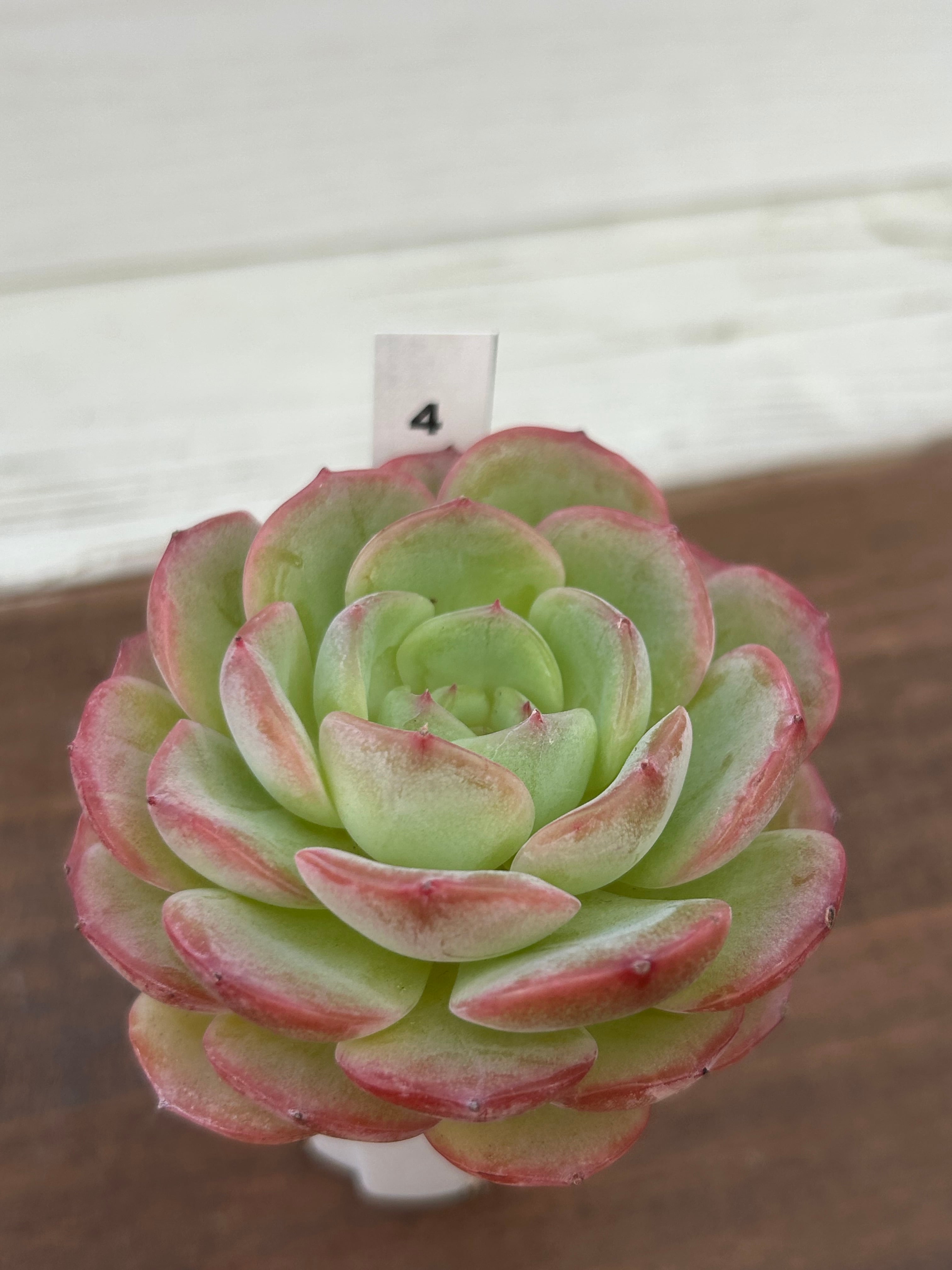 輸入苗 ☆アメイジンググレイス × スアベオレンス No.4