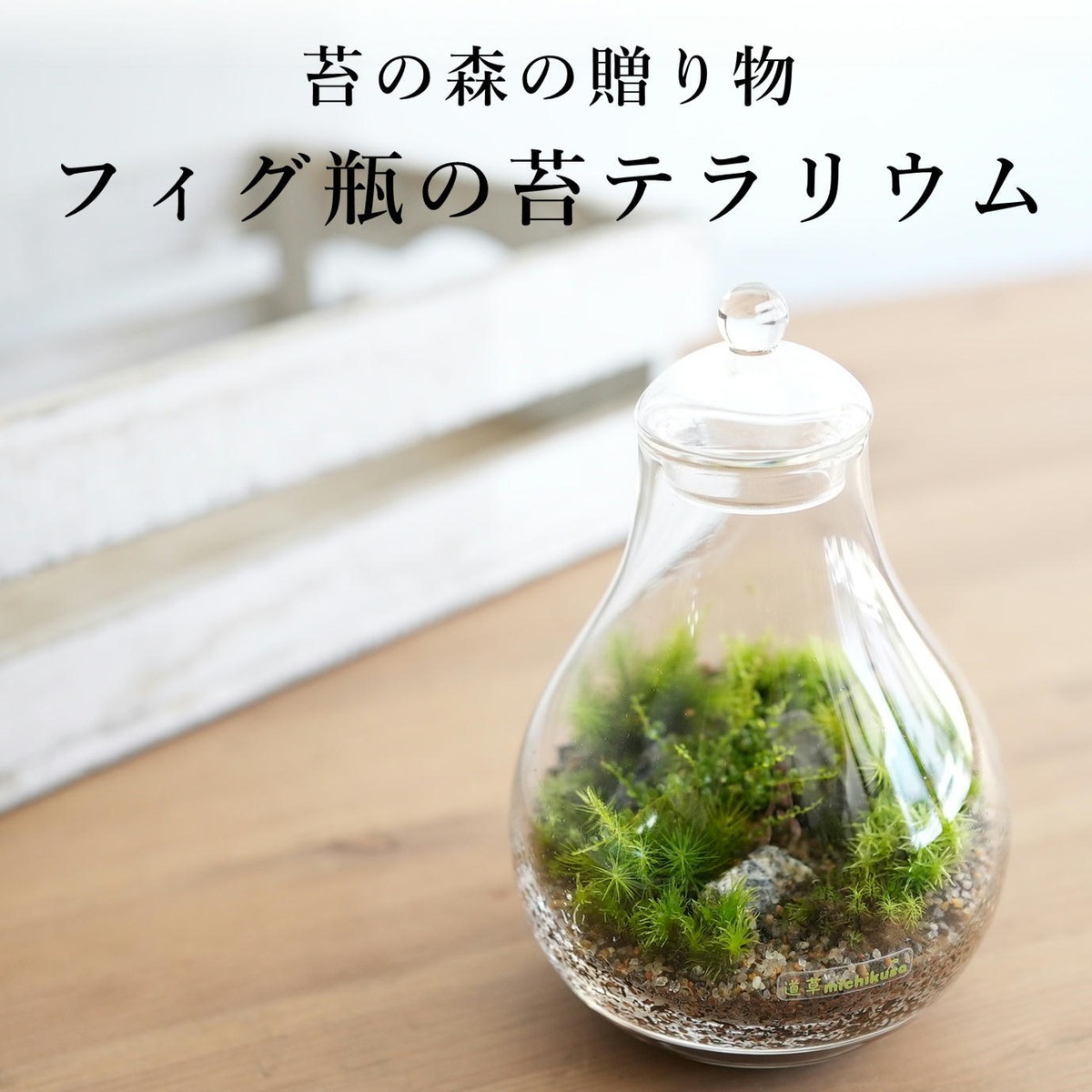 （観葉植物）苔テラリウム　大きな牧場　豚　ガラスポットＬ　説明書付　コケテラリウム　苔テラ　コケテラ　苔　インテリア 苔の森の贈り物】苔テラリウム フィグ瓶 ◇プレゼントにおすすめ | 苔テラリウム専門ショップ道草