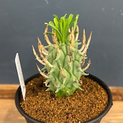 ユーフォルビア スコエンランディ 闘牛角【652】