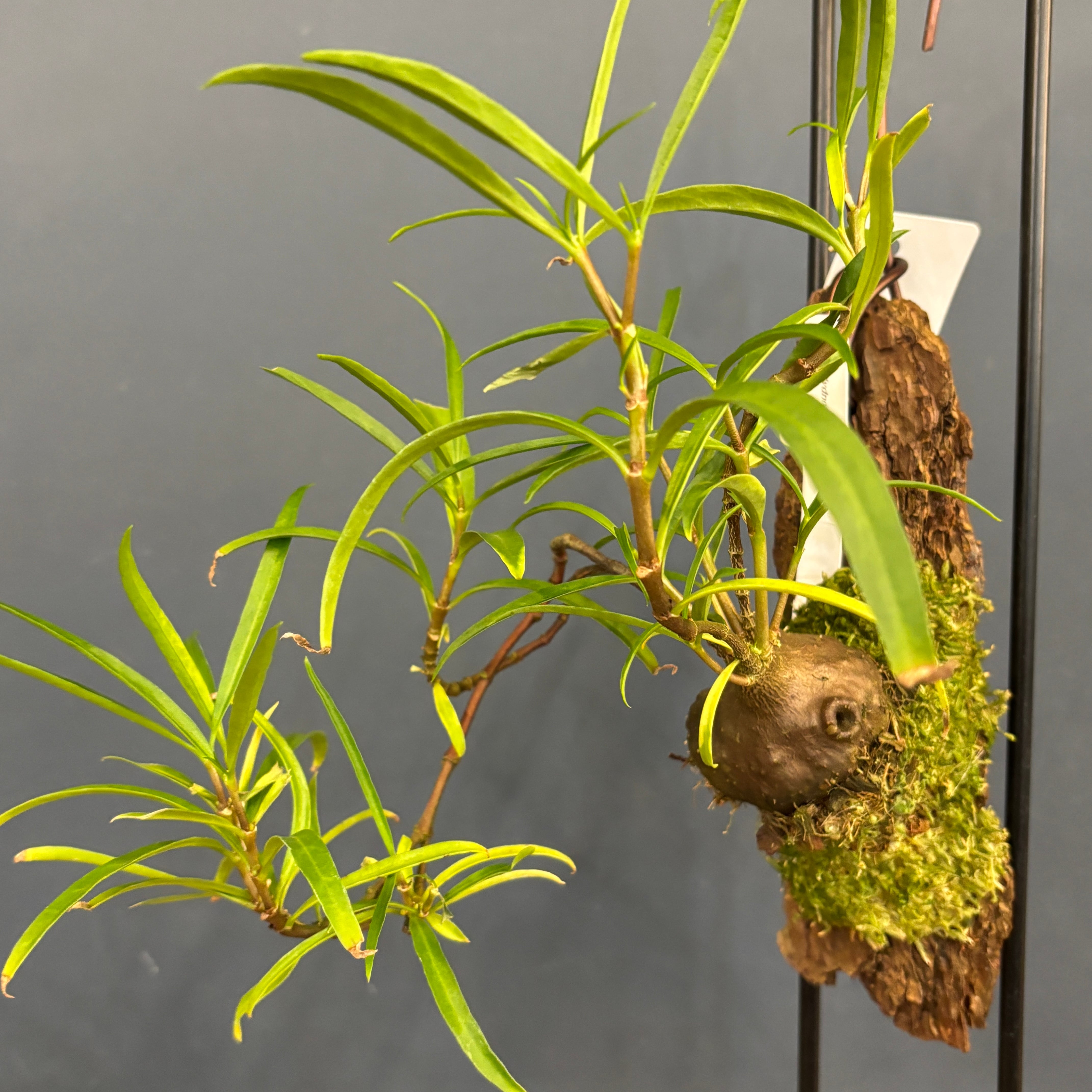 アリ植物 | PROTOLEAF プロトリーフ