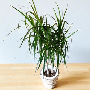 観葉植物 ドラセナ　コンシンナ 7号　鉢カバー付