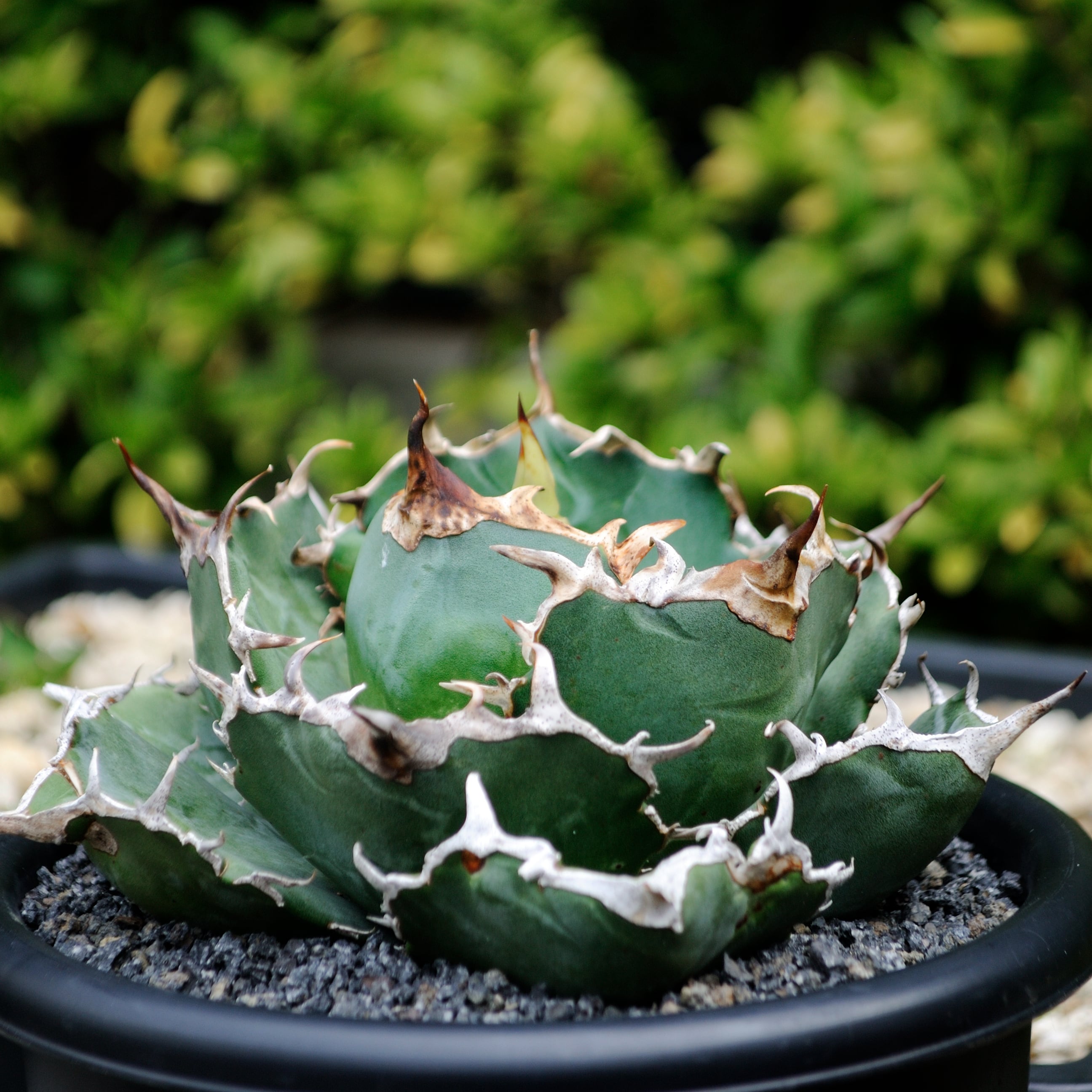 大阪正規品 アガベ チタノタ 白鯨 【中-②】 agave titanota 多肉植物