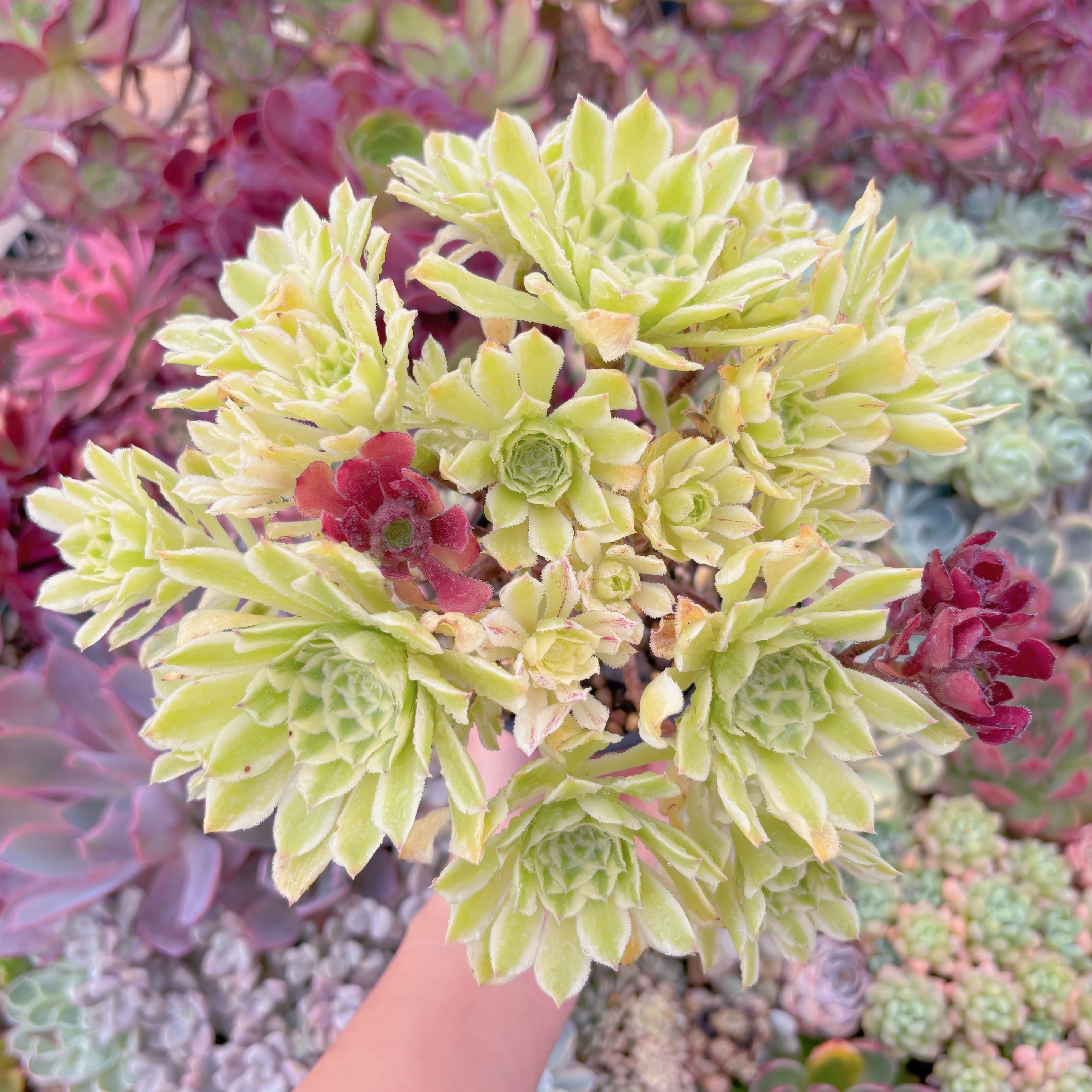 現品　富士錦#B36　特大群生　るる農園