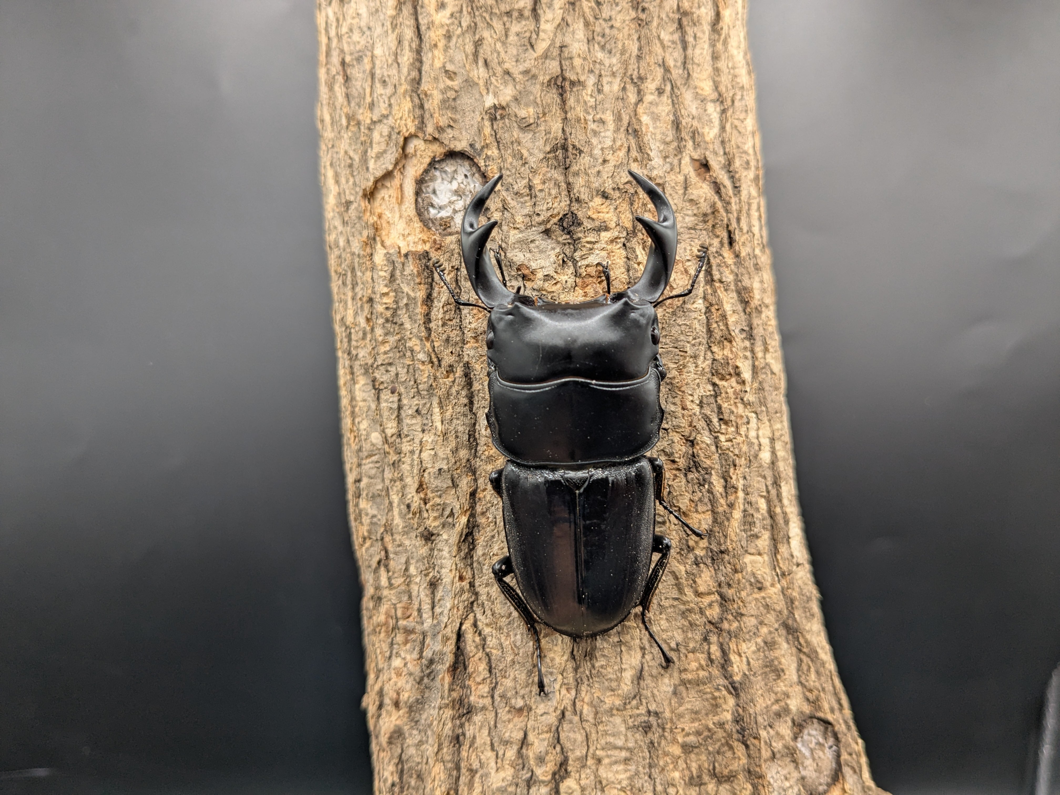 WDクルビデンスオオクワガタ ♂67mm♀38mmペア | クワガタムシ