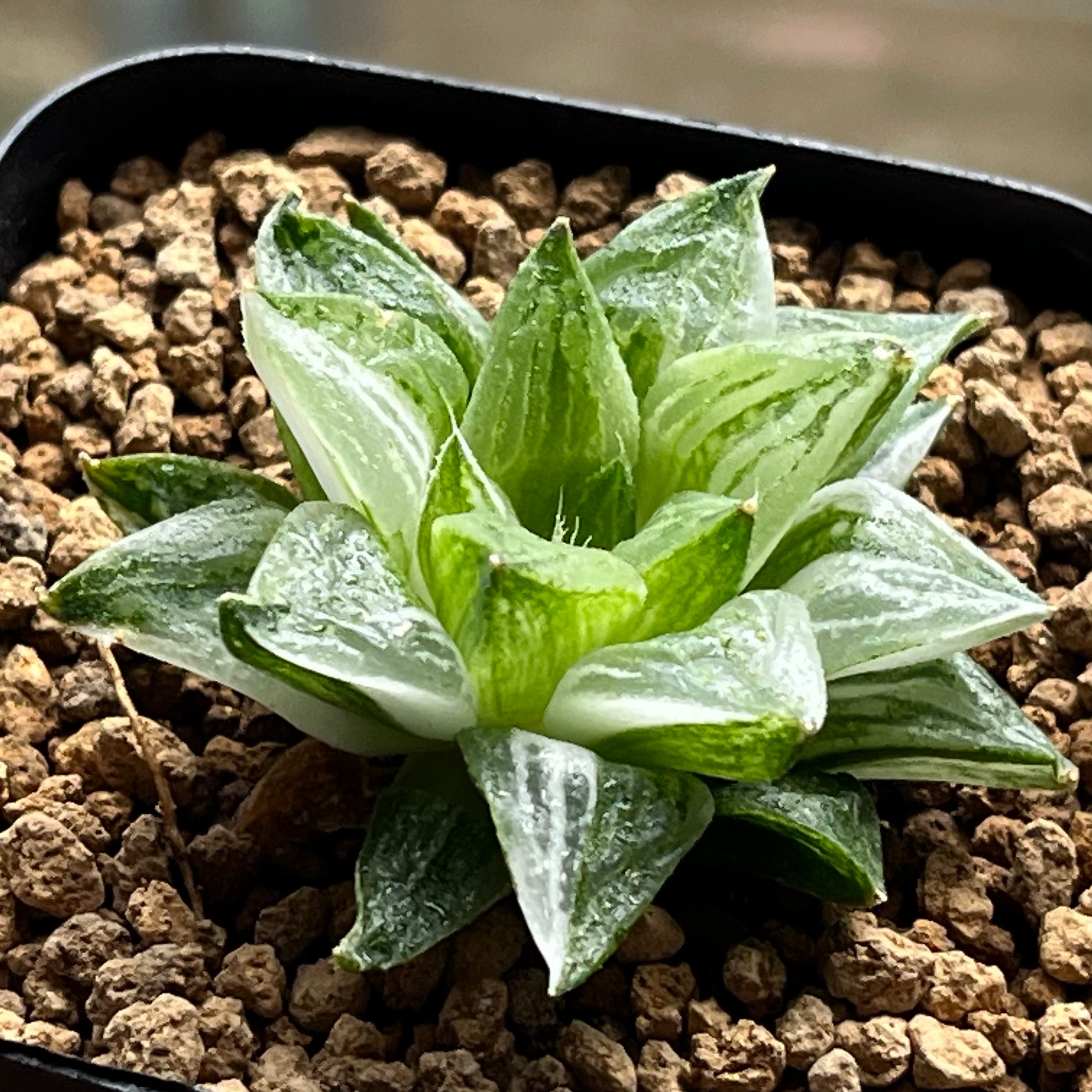 ハオルチア 竜爪 オブツーサ錦① | mocono_plants