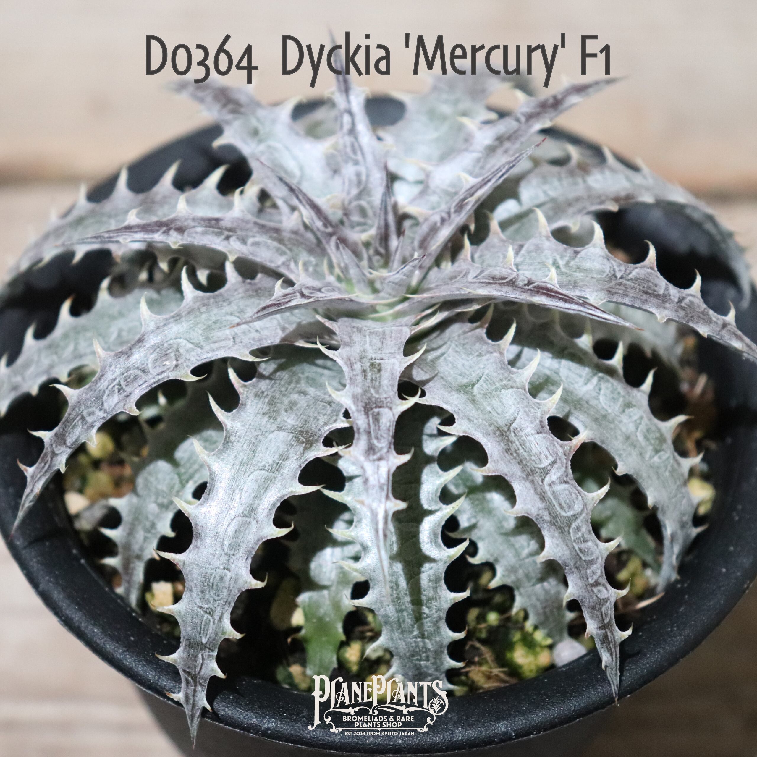 【送料無料】'Mercury' F1〔ディッキア〕現品発送D0364