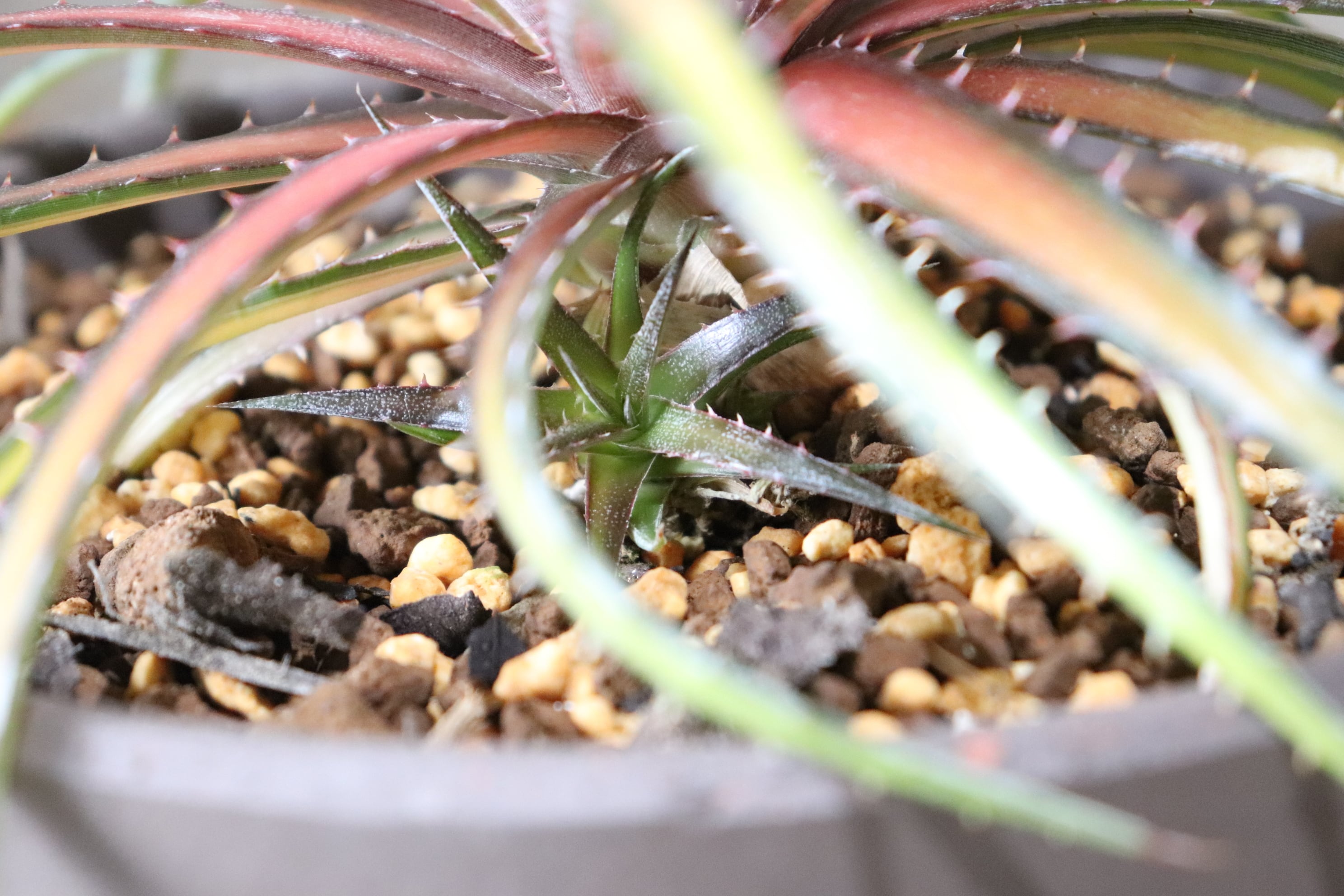 送料無料】Dakota variegata (360)〔ディッキア〕現品発送D0047