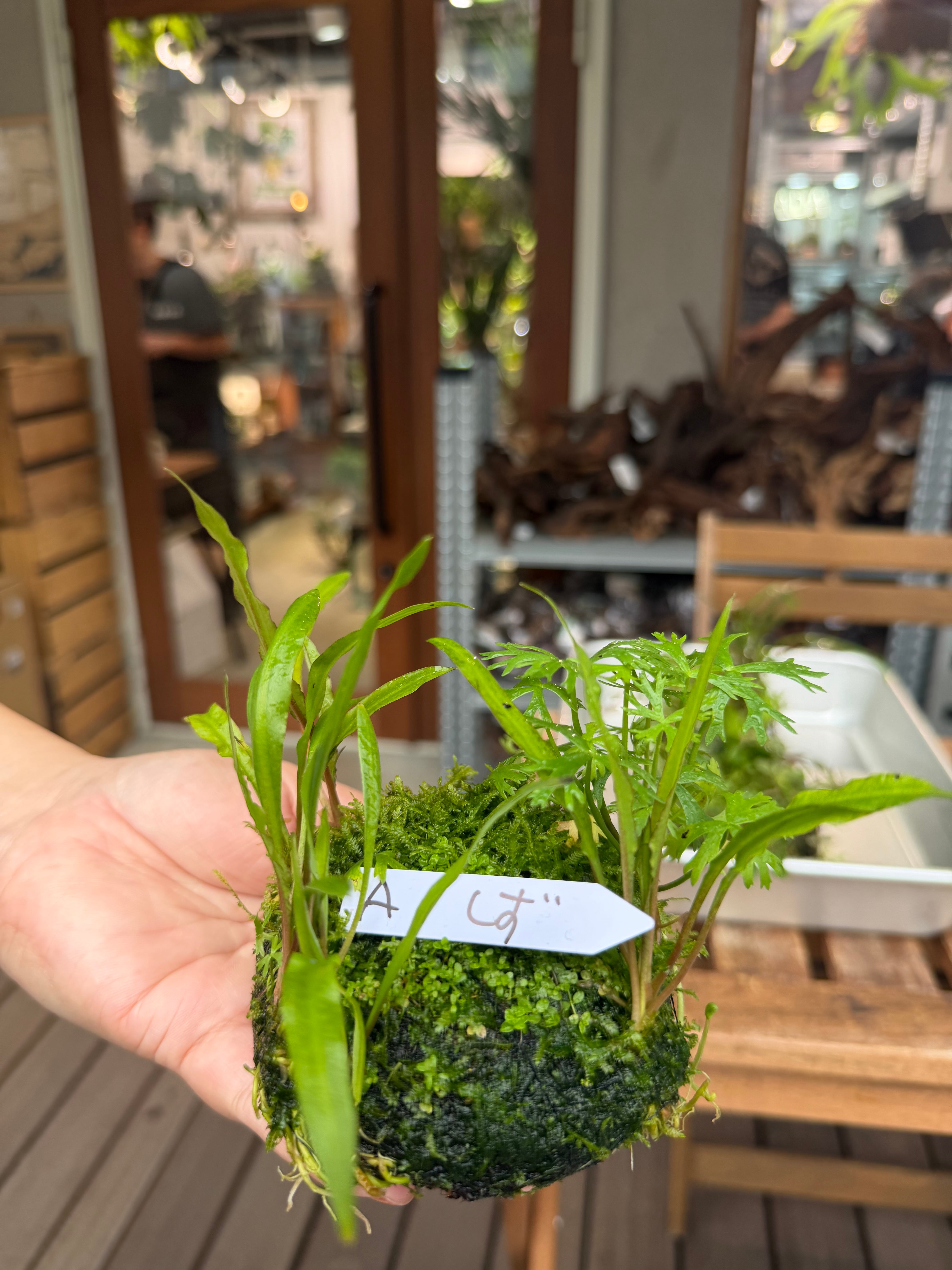特価！　限定品 ADA WABIKUSA BASE 侘び草ベース ADA】9月26日分ADA侘び草しずく！背が高くなりにくい（写真の現物配送