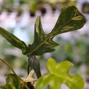 フィロデンドロン フロリダビューティー / P. Florida beauty⑬ / 観葉植物<育て方・花言葉>