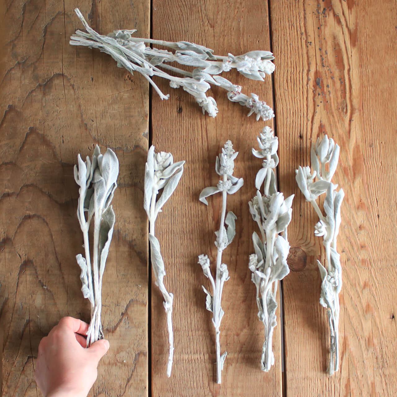 ラムズイヤー ( ワタチョロギ )/ 北海道産 ドライフラワー 花材