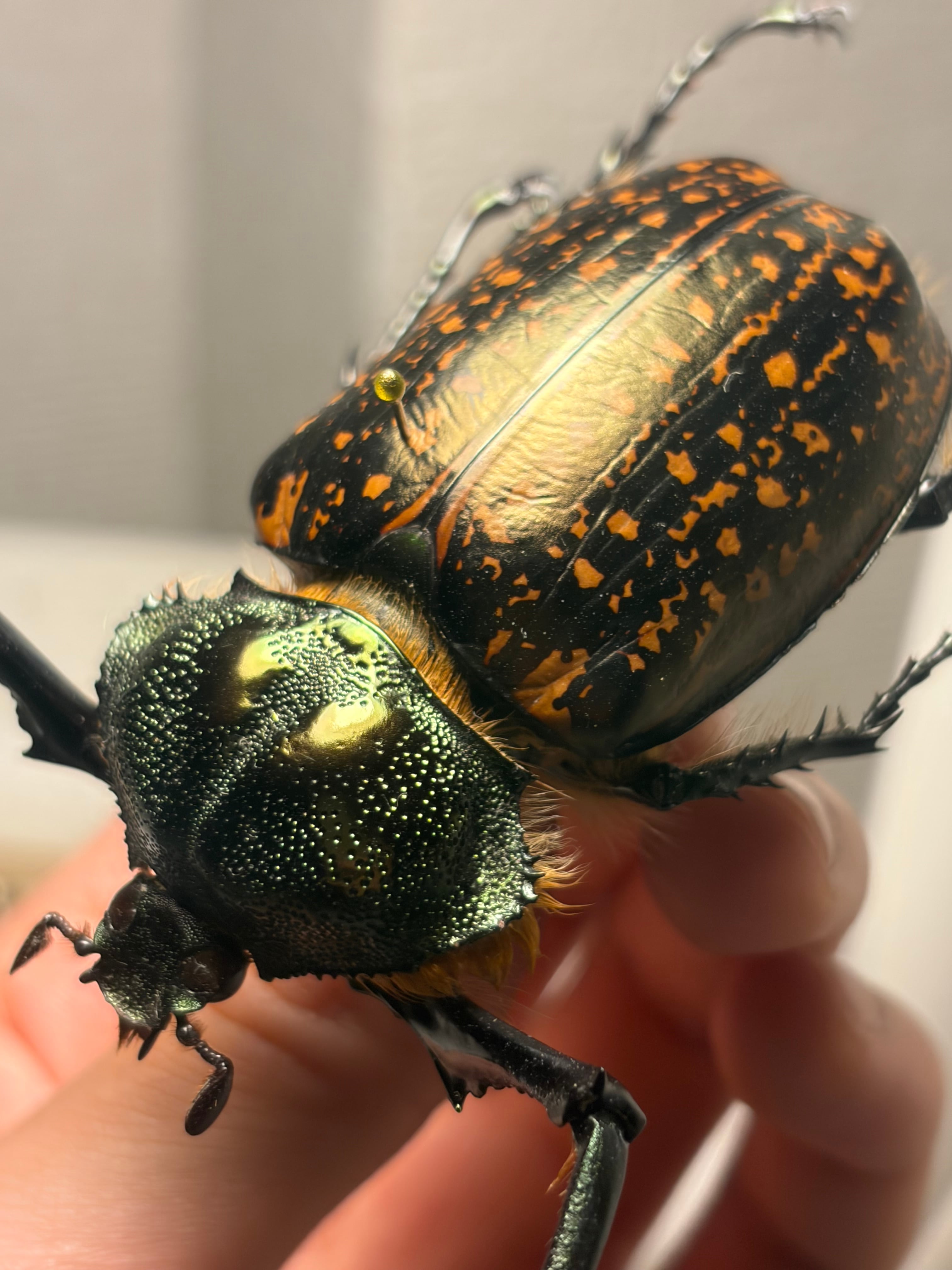 68mm】祈り拝むヤンソニーテナガコガネ カメムシサシガメ甲虫標本