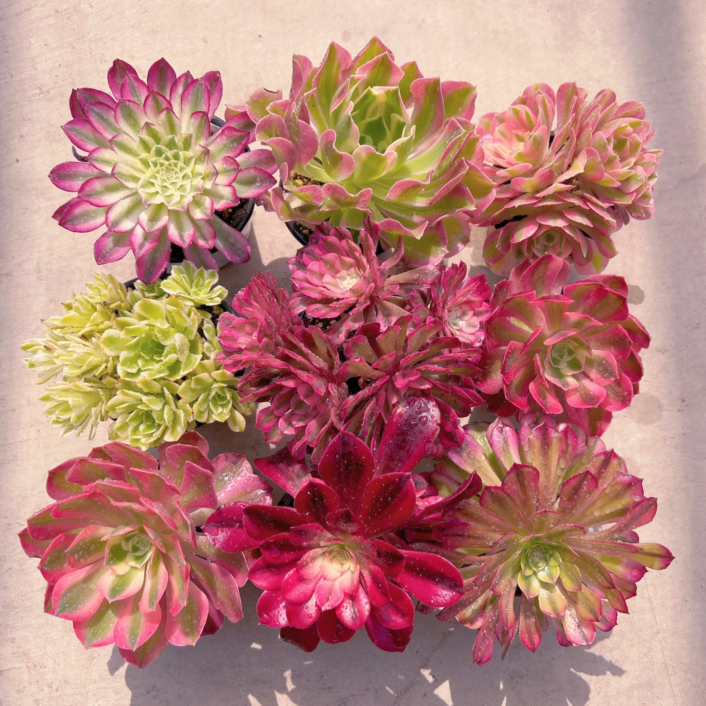 BASE販売会アエオセット006