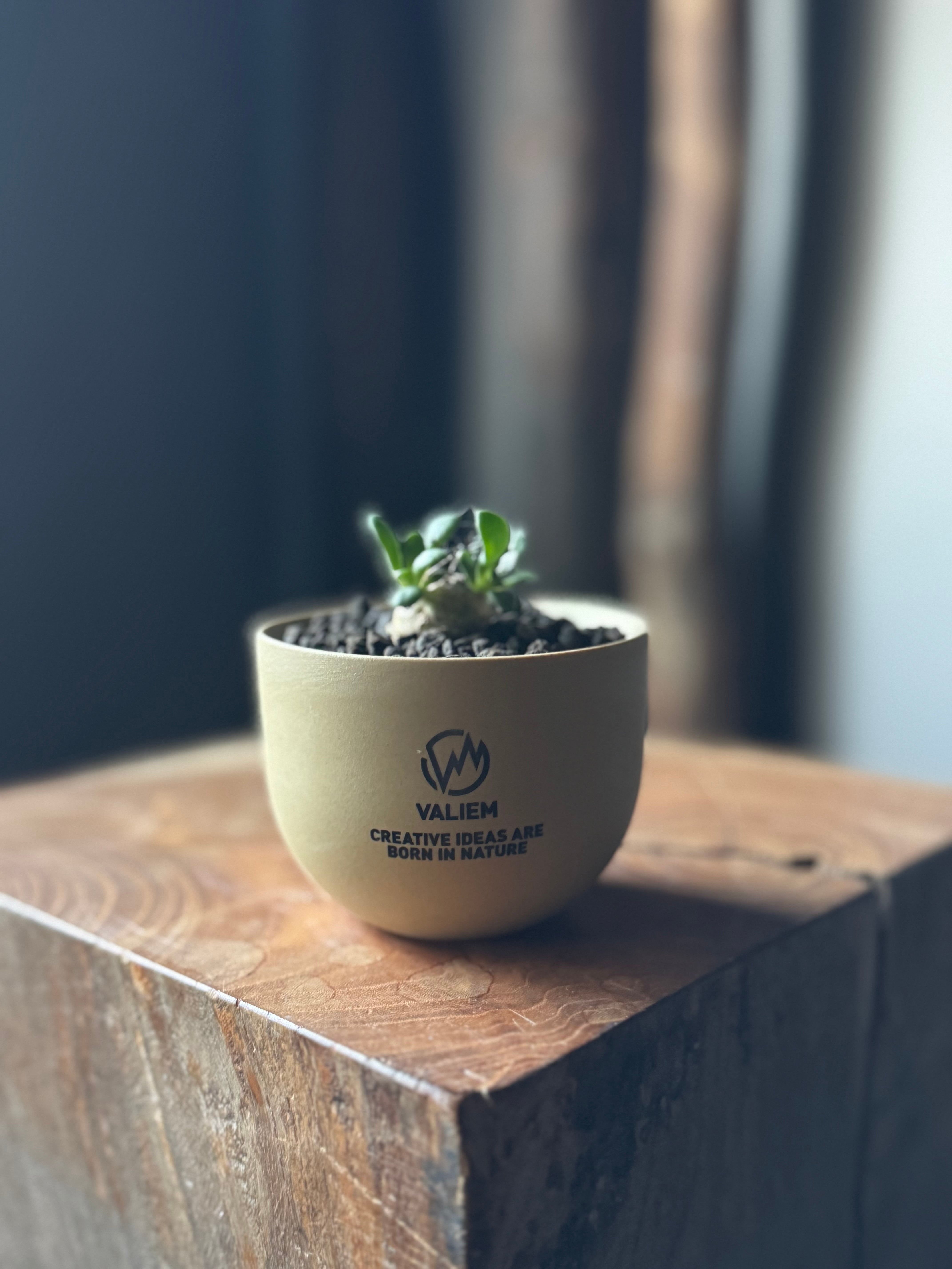 塊根植物 -caudex- | 青坊主-aobouzu-