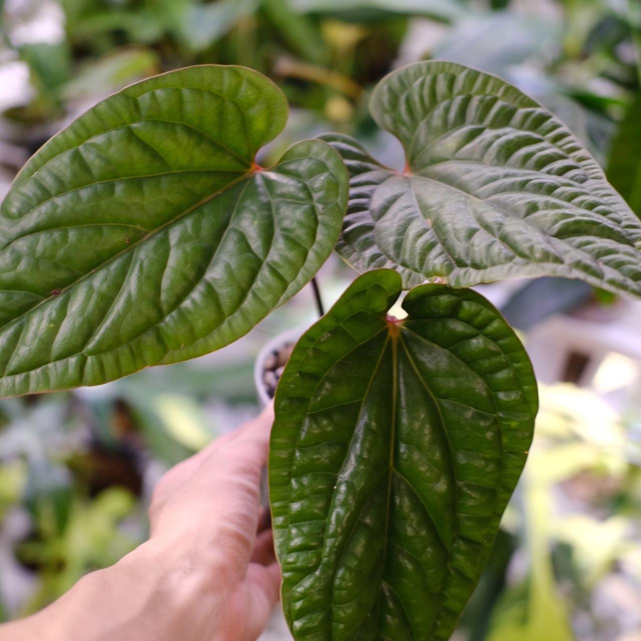 アンスリウム シリ / Anthurium Siri②(A.radicans×A.dressieri)