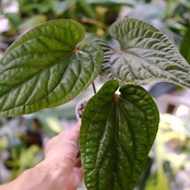 アンスリウム シリ / Anthurium Siri②(A.radicans×A.dressieri)