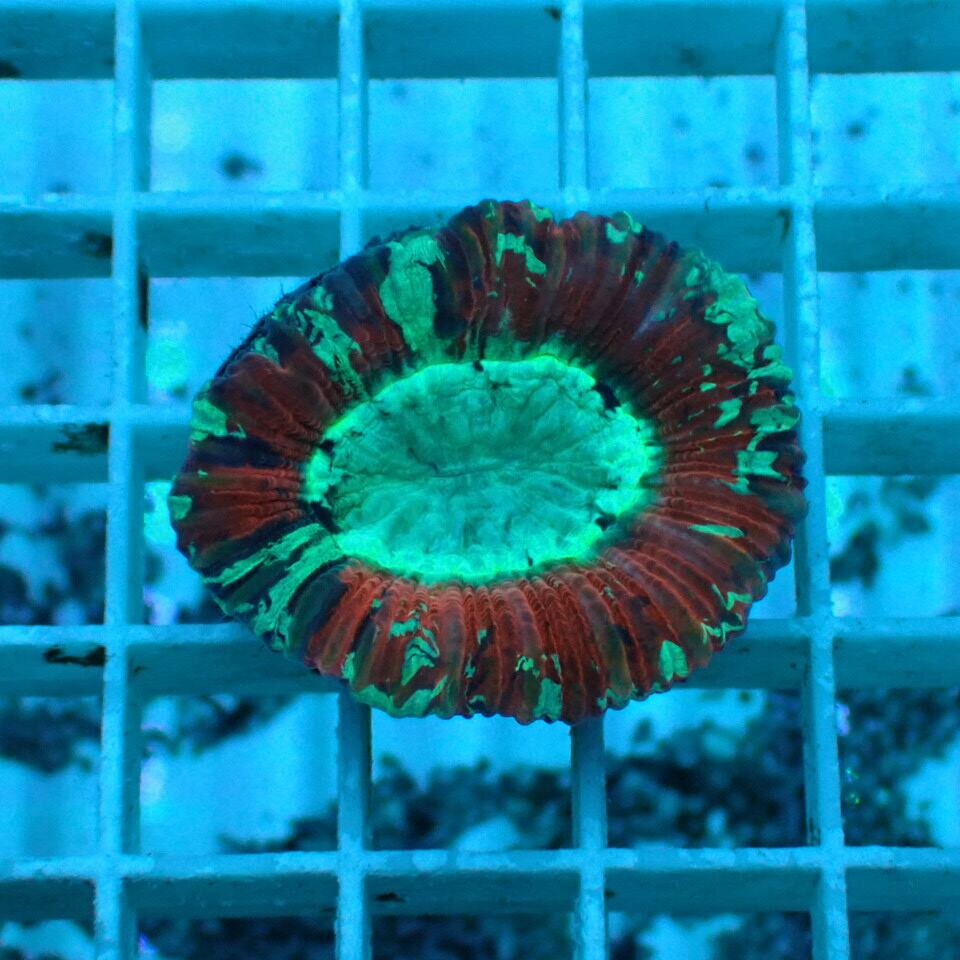 オオバナ / ブレインコーラル | HOUSE REEF(ハウスリーフ)サンゴ・海水