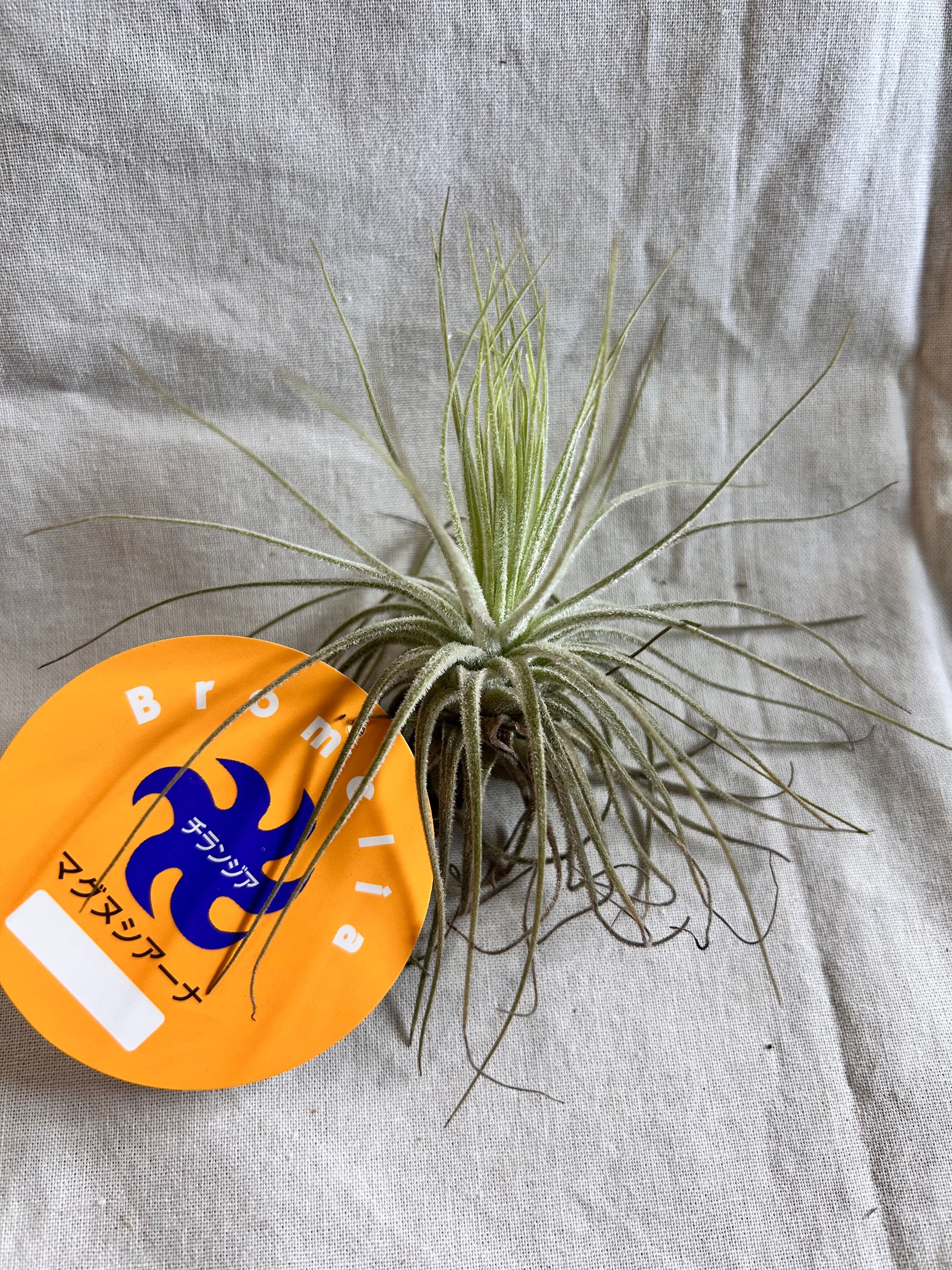 GREEN JAM foliageplant