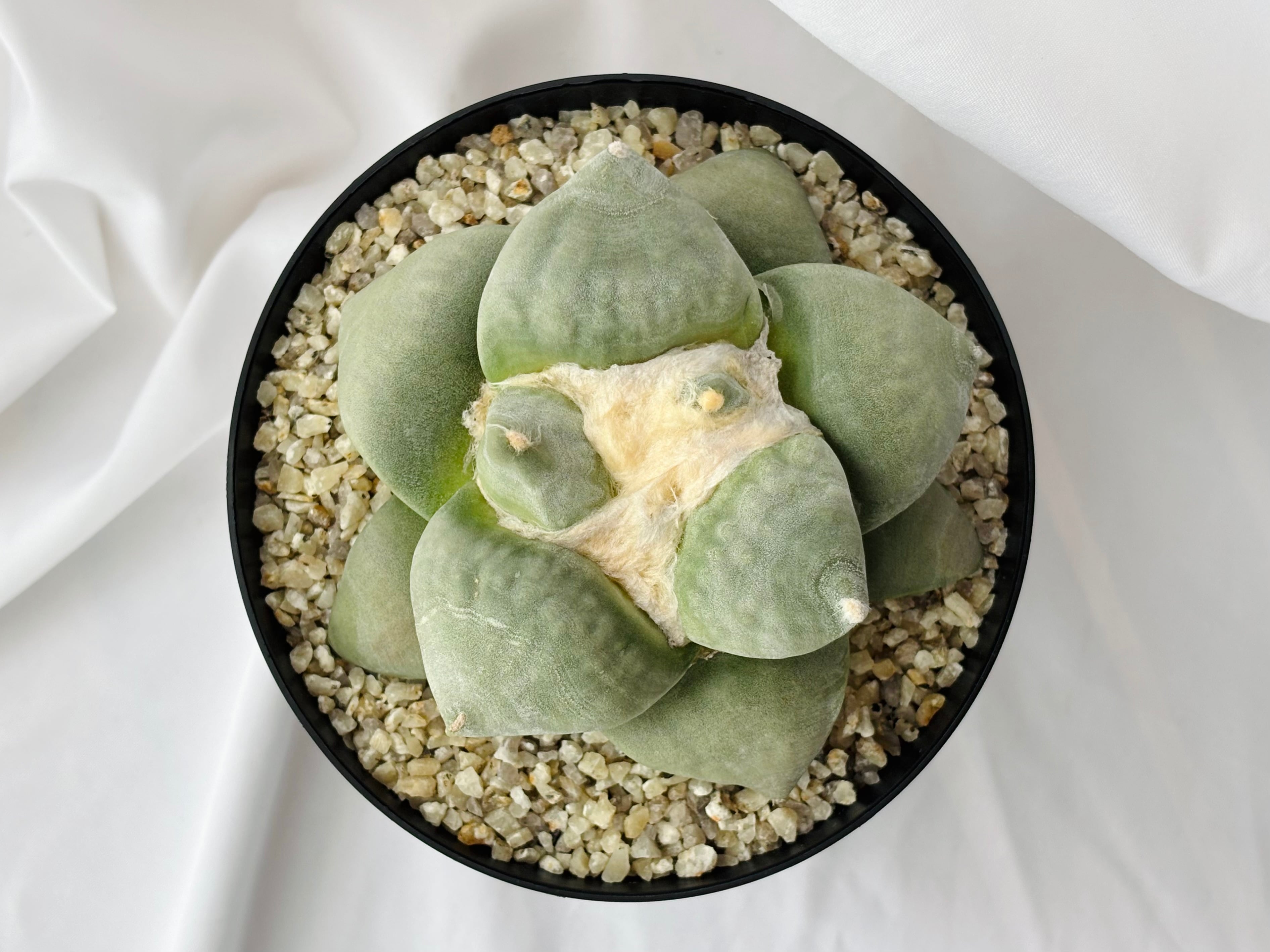 Ariocarpus furfuraceus f. アリオカルプス 大疣青磁牡丹 サボテン
