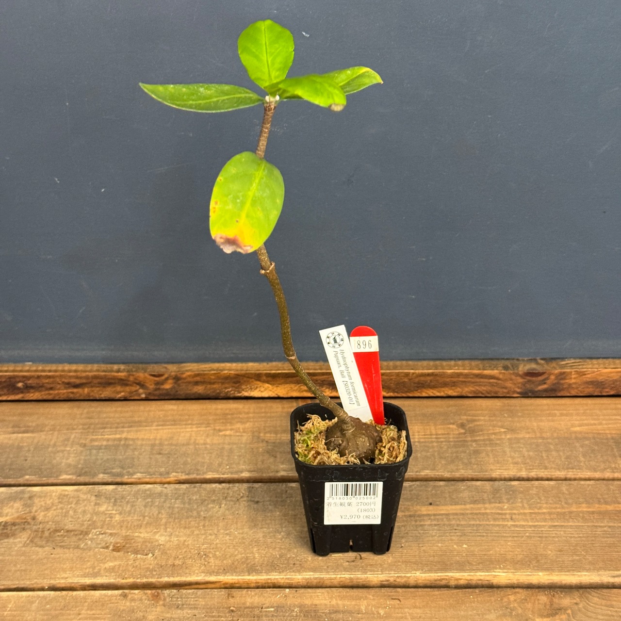 【クリアランス】Myrmecodia tuberosa "Papuana"【896】