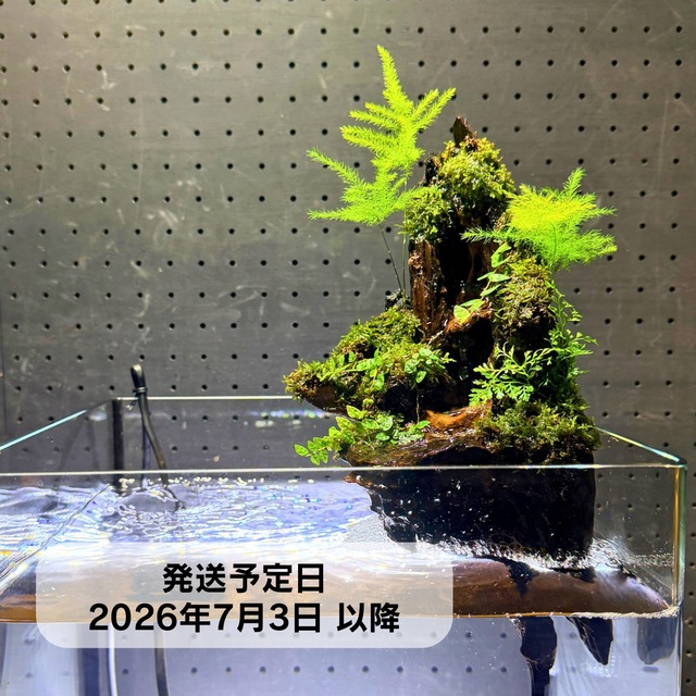 アクアテラリウム ガジュマル付き浮根～fune～【090】｜水槽に