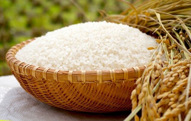 令和元年度【特別栽培米】ゆりはまの頂き「コシヒカリ」10kg　ゆりはまの頂き