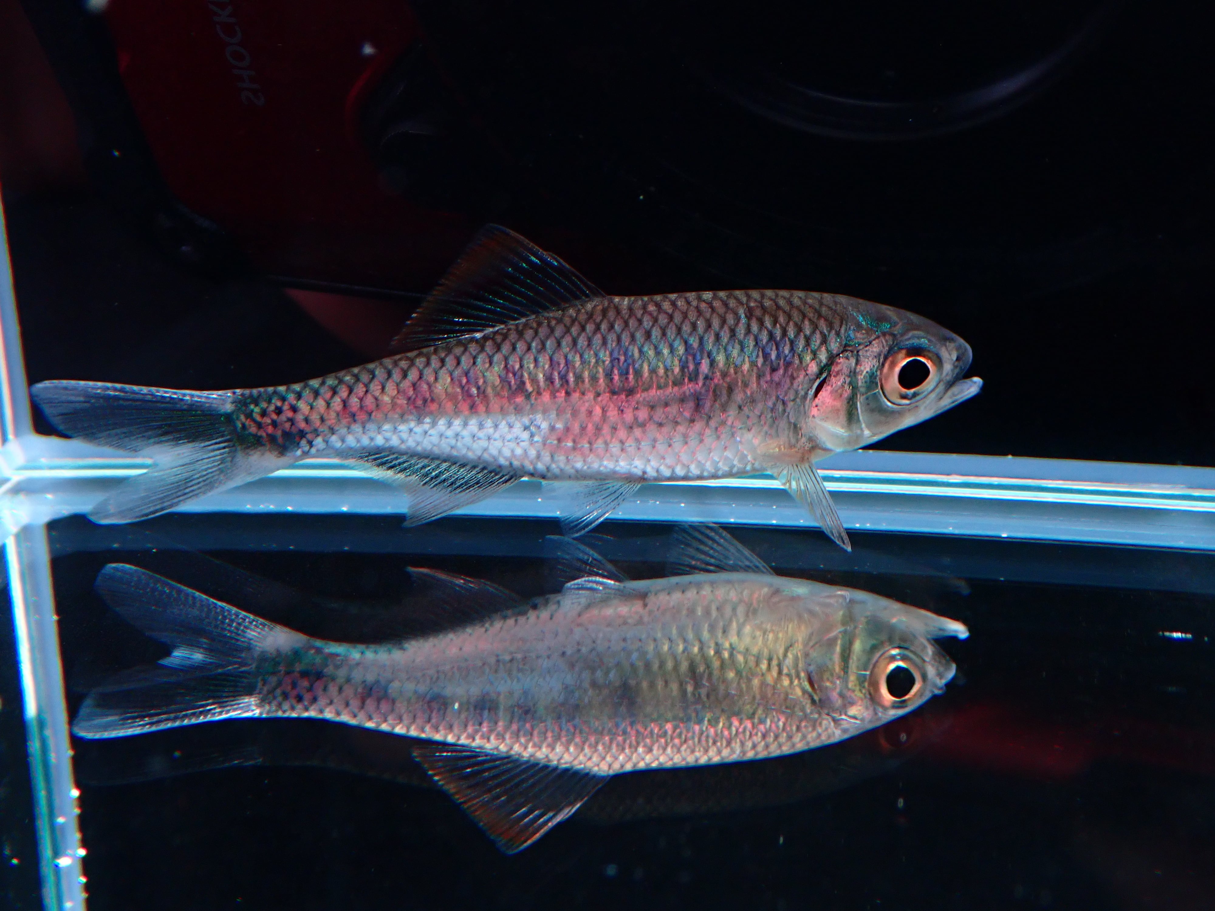 バリリウス アルデンス