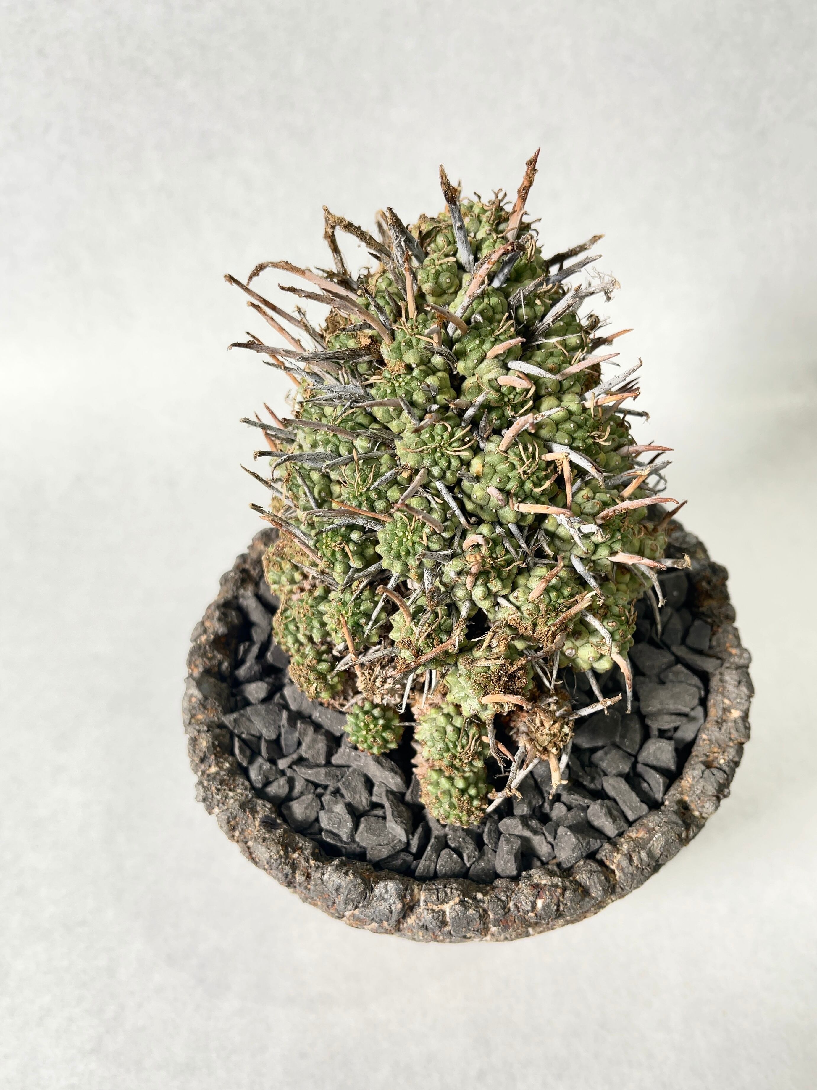 ユーフォルビア ムルチセプス（多頭キリン） 実生③ さかなの島: King of Medusoid