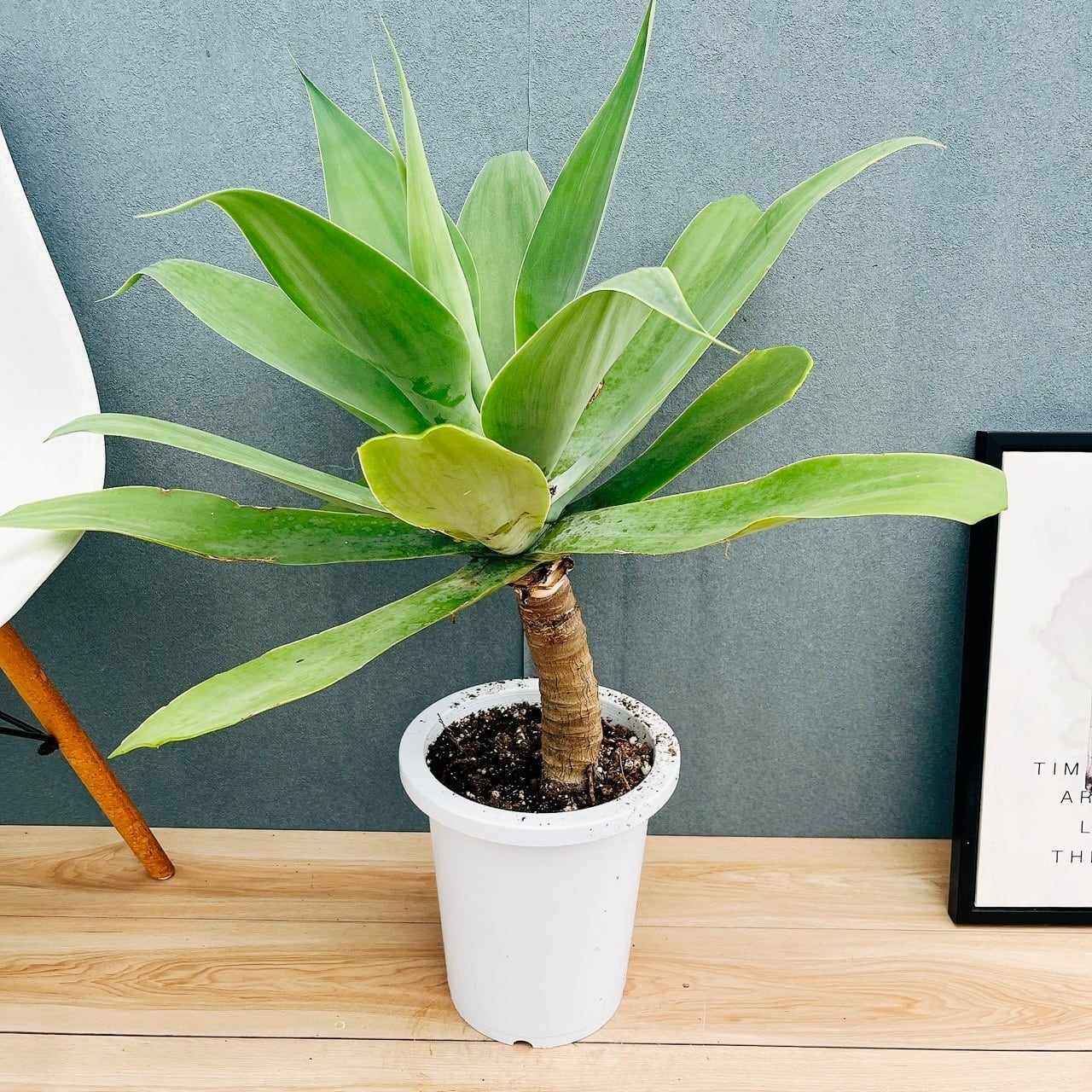 現品］84番 フィカス ベンガレンシス 曲がり 8号 観葉植物 室内 大型