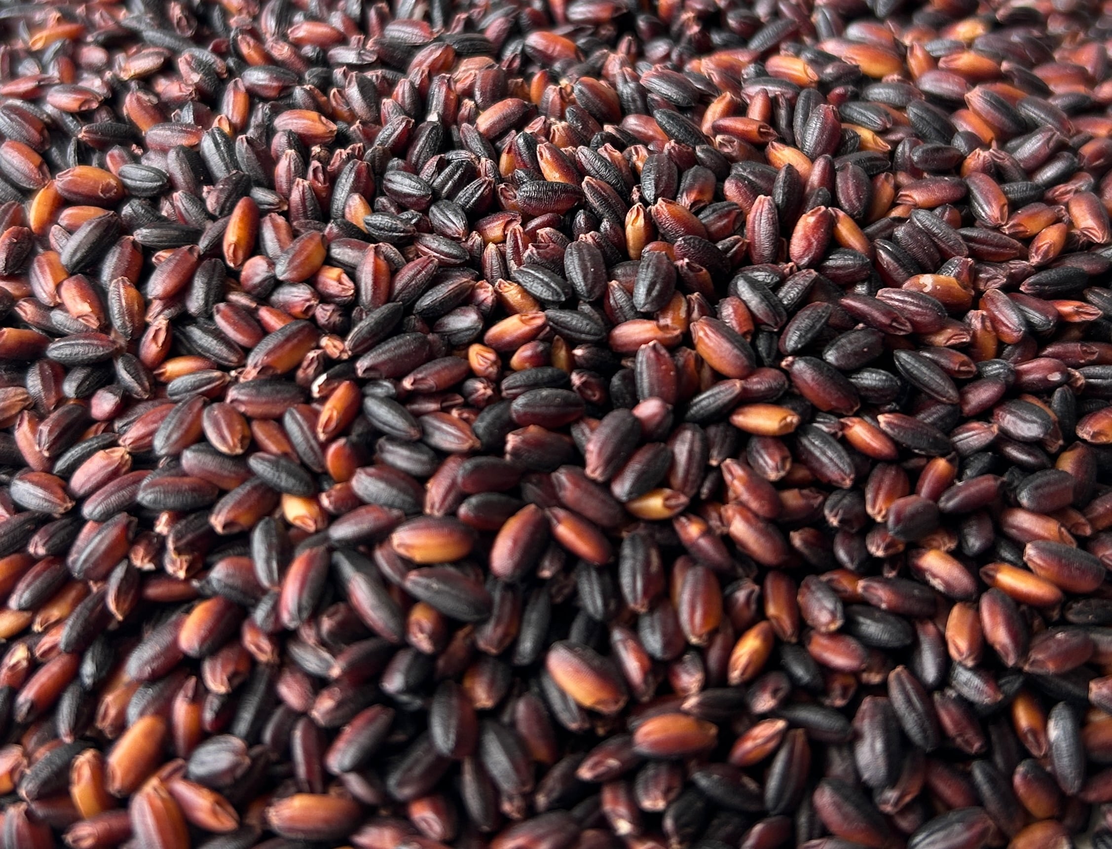 古代米 黒米 250g | EGUCHI RICE FARM