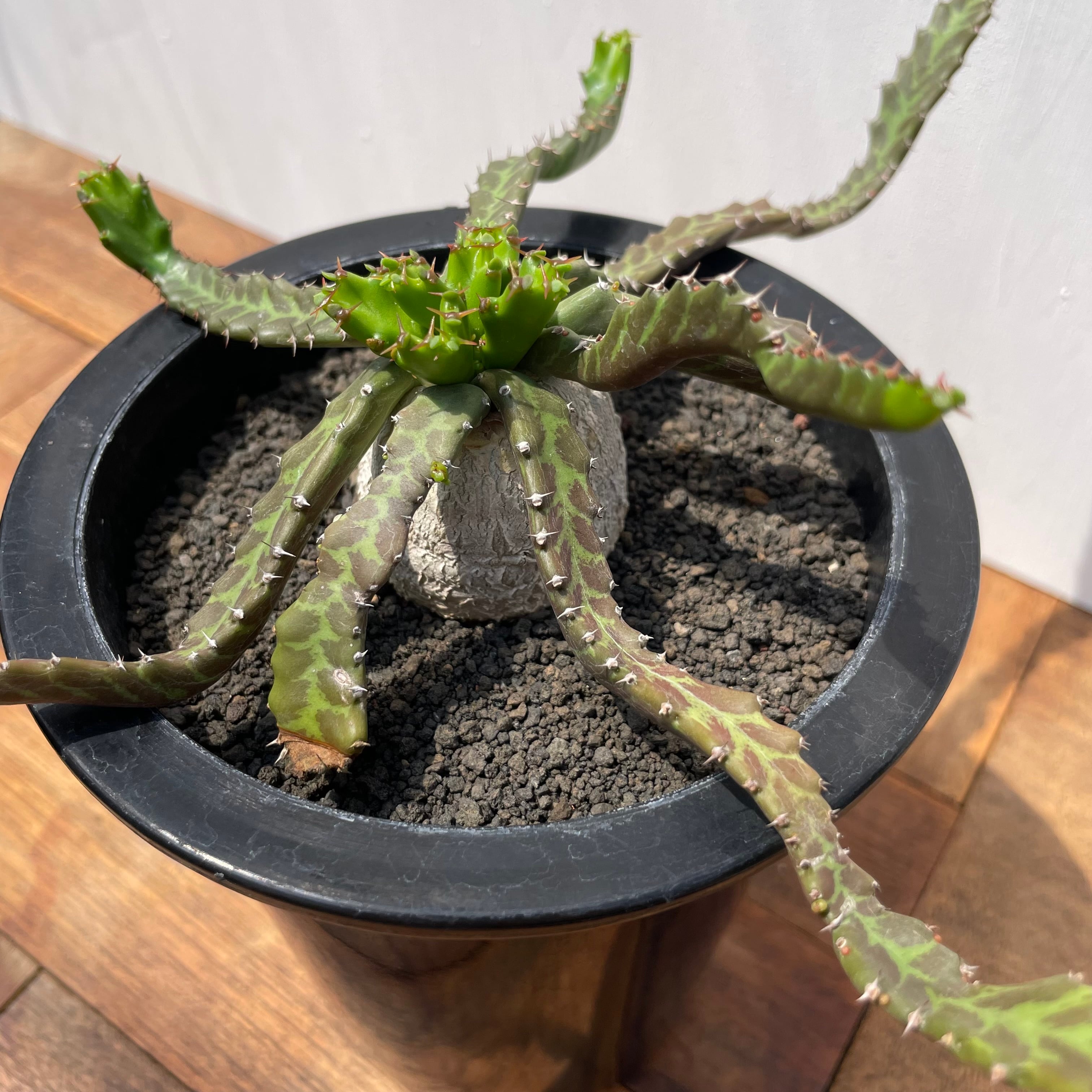 Euphorbia stellata【ユーフォルビア・飛竜・実生】 | RIMO'S GREEN