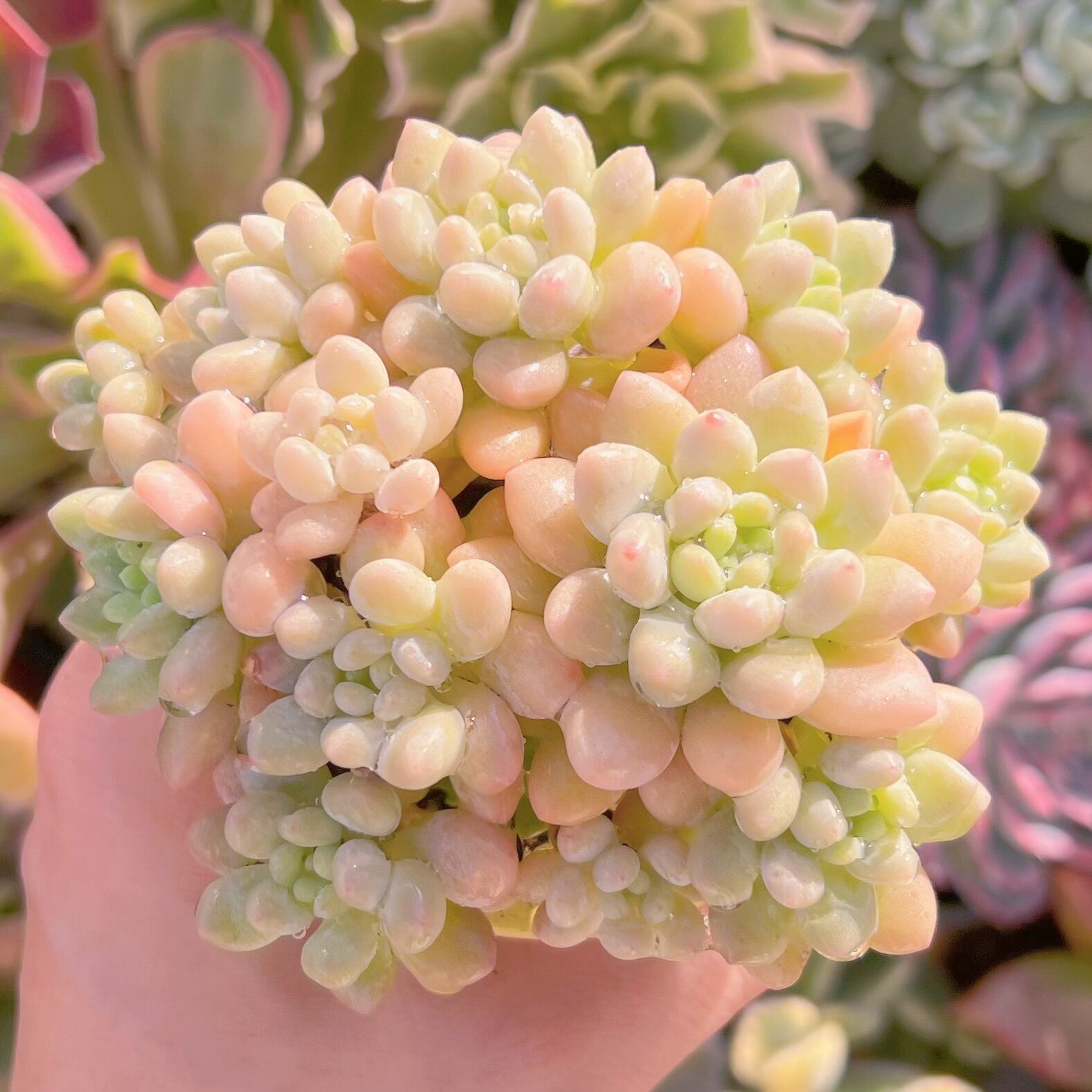 現品　Daphne x ロココ#276　群生　るる農園