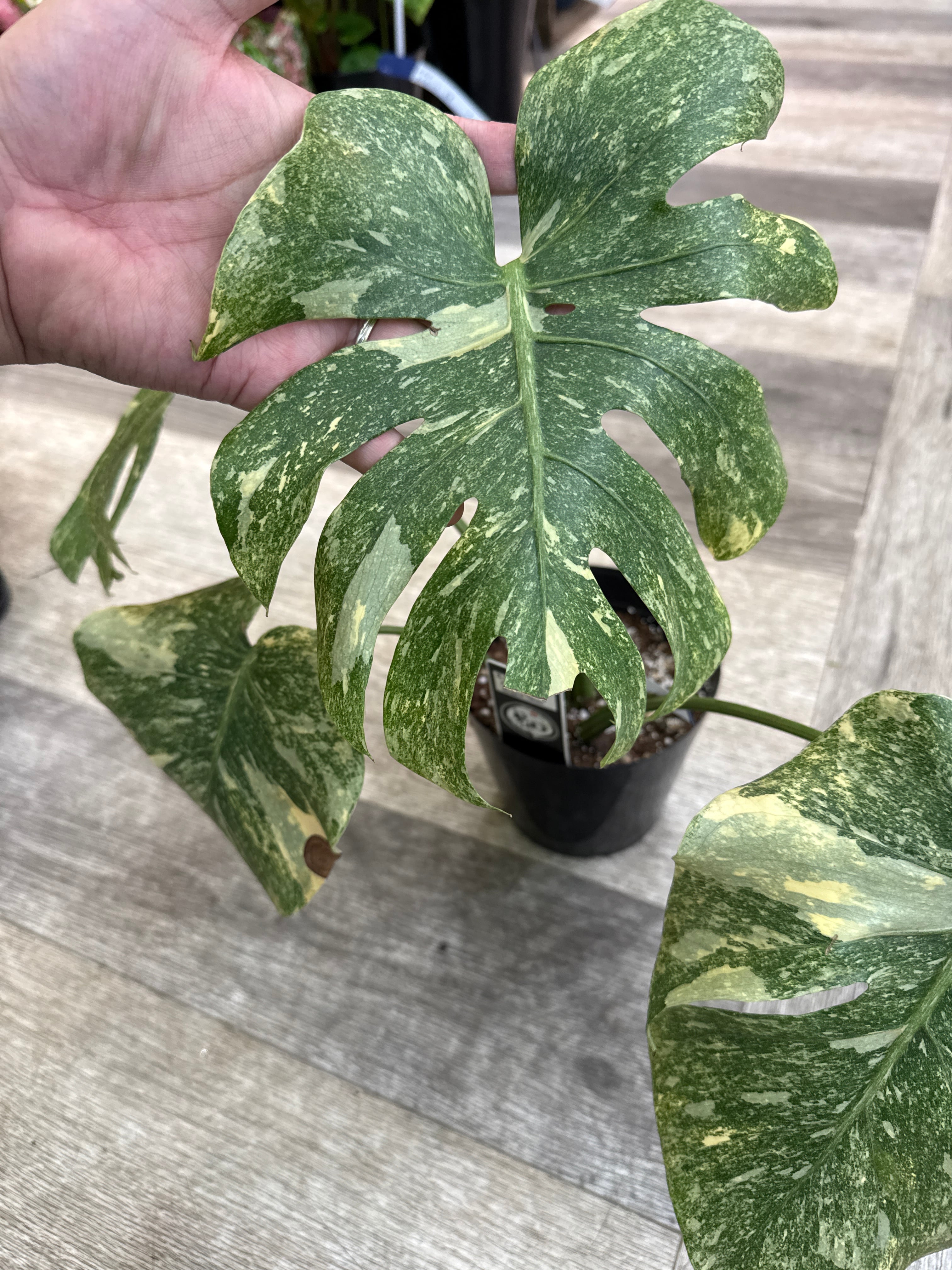 ①モンステラ デリシオサ 'Green Snow' | Gardenえん 【観葉熱帯植物】