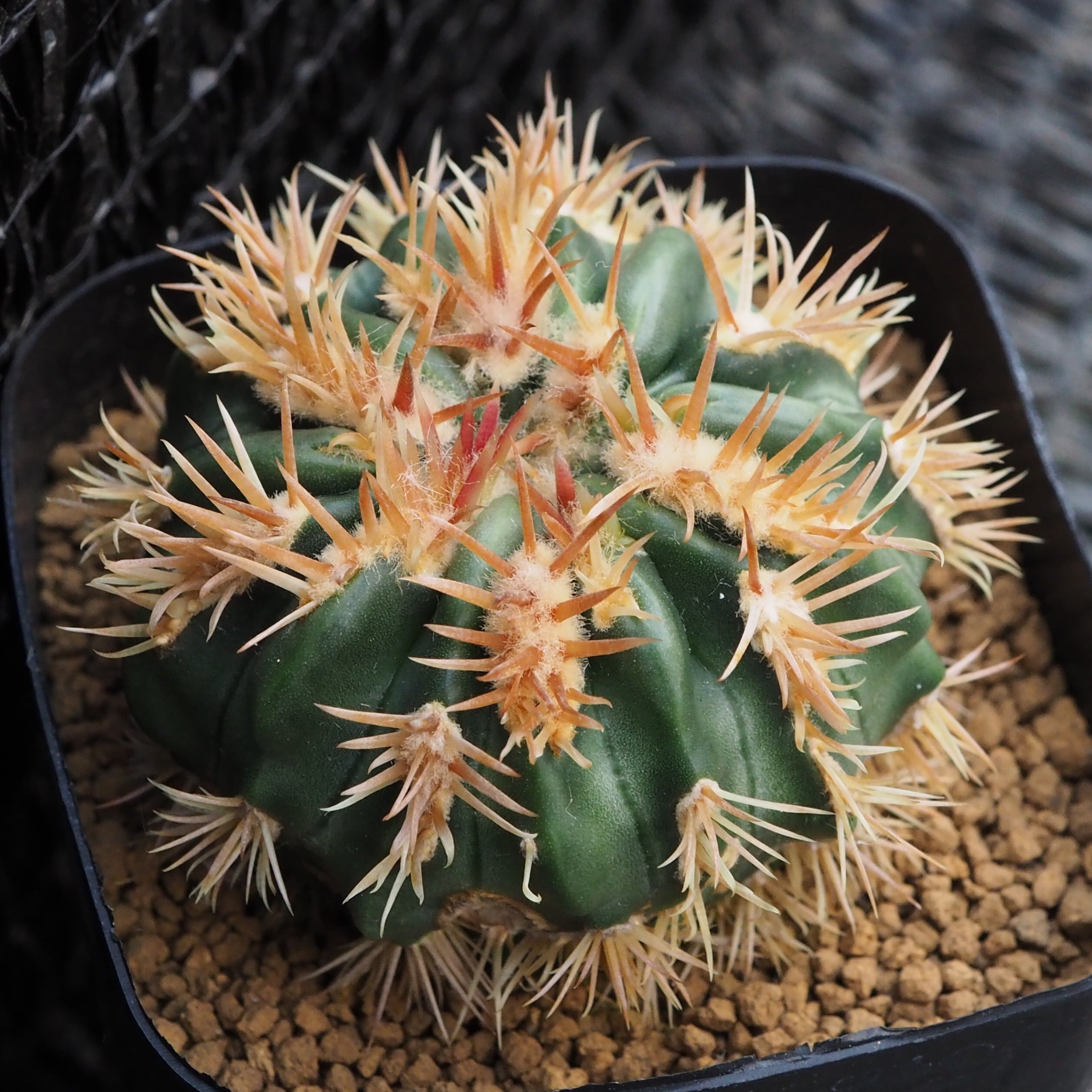 綾波モンスト- 実生 綾波モンスト Echinocactus texensis f. monst. 実生 エキノカクタス属