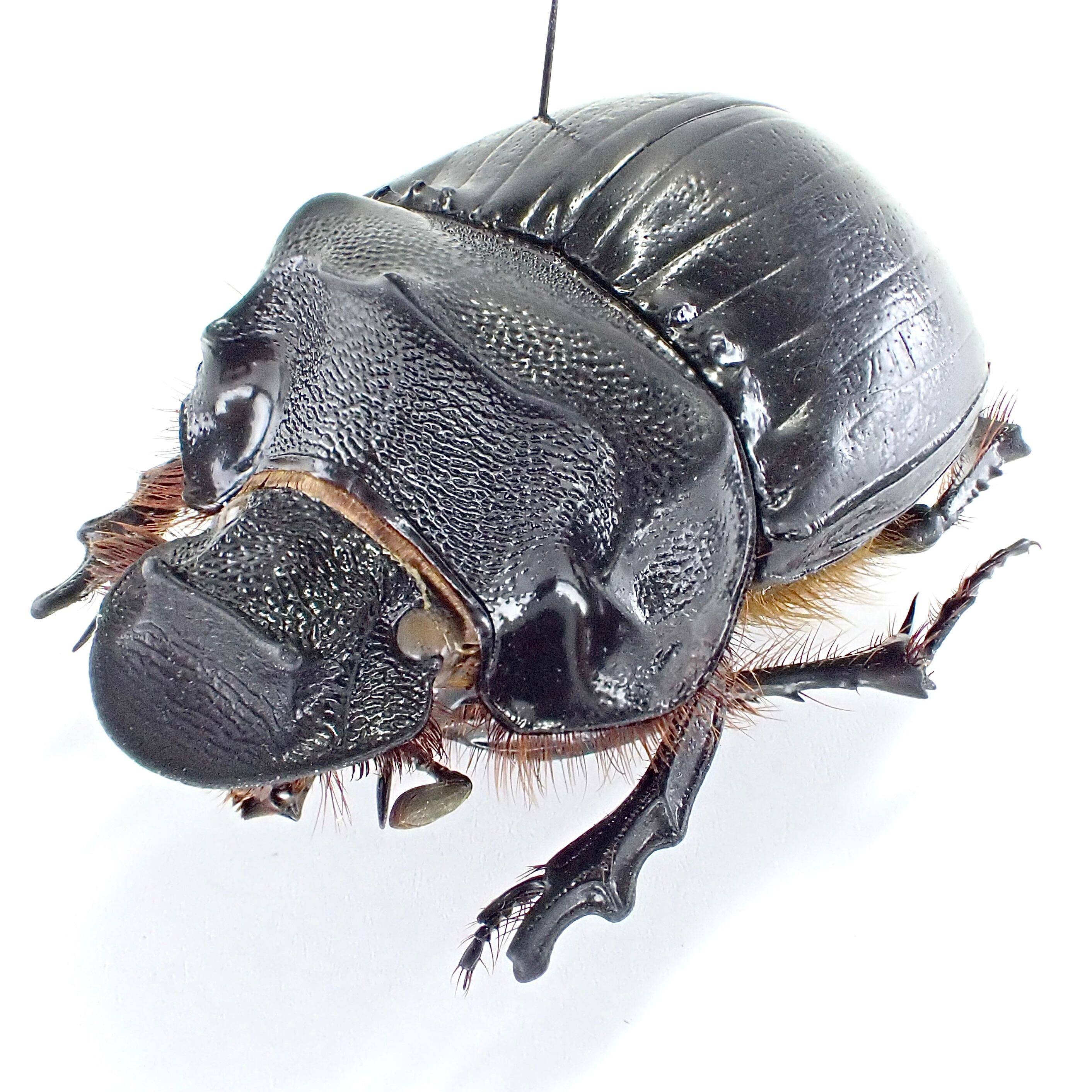 カメルーン産 Heliocopris sp. myrmidon ♂♀ 36mm/36mm | 昆虫標本