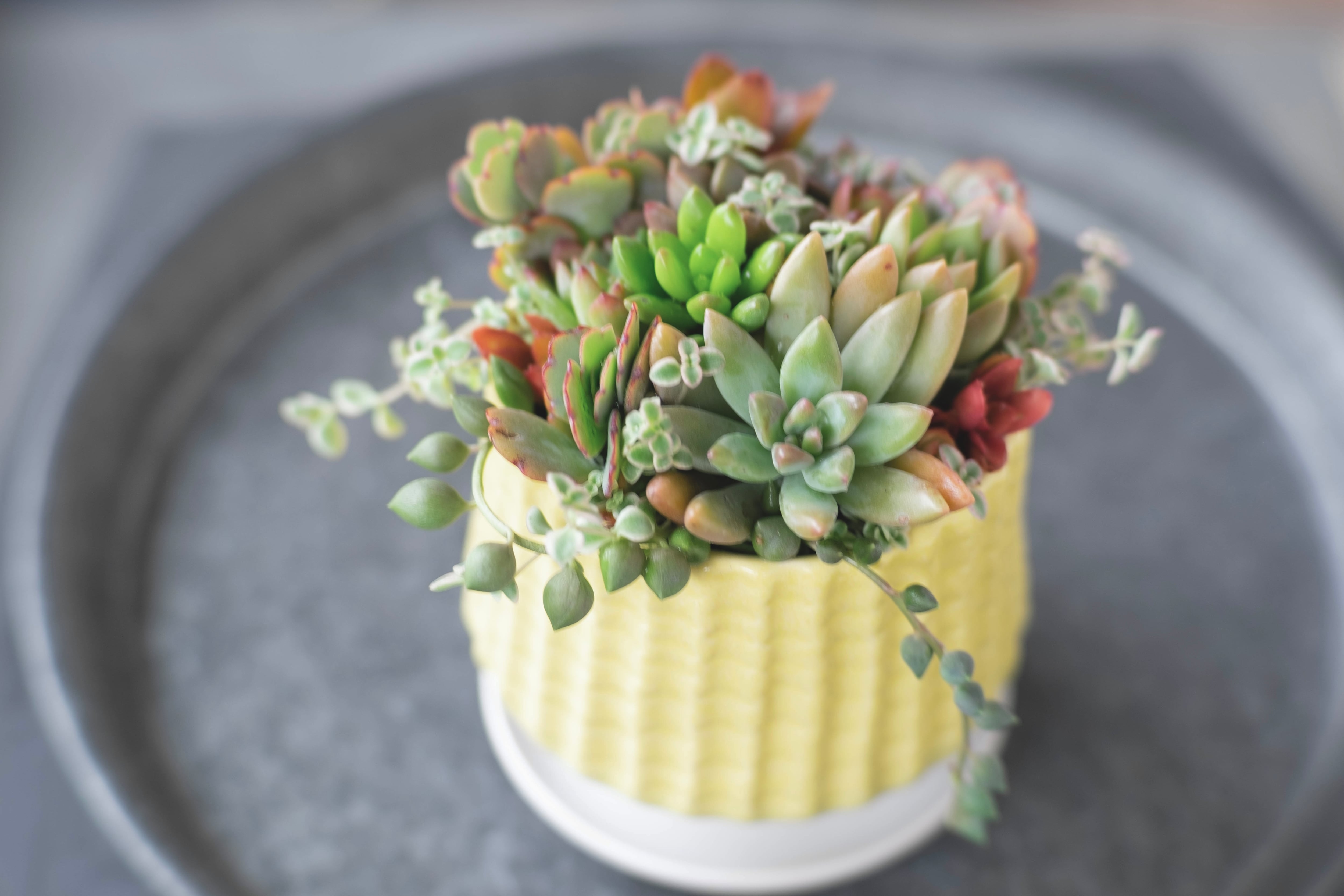 敬老の日、開店祝いに】多肉植物寄せ植えオーダーアレンジメントギフト