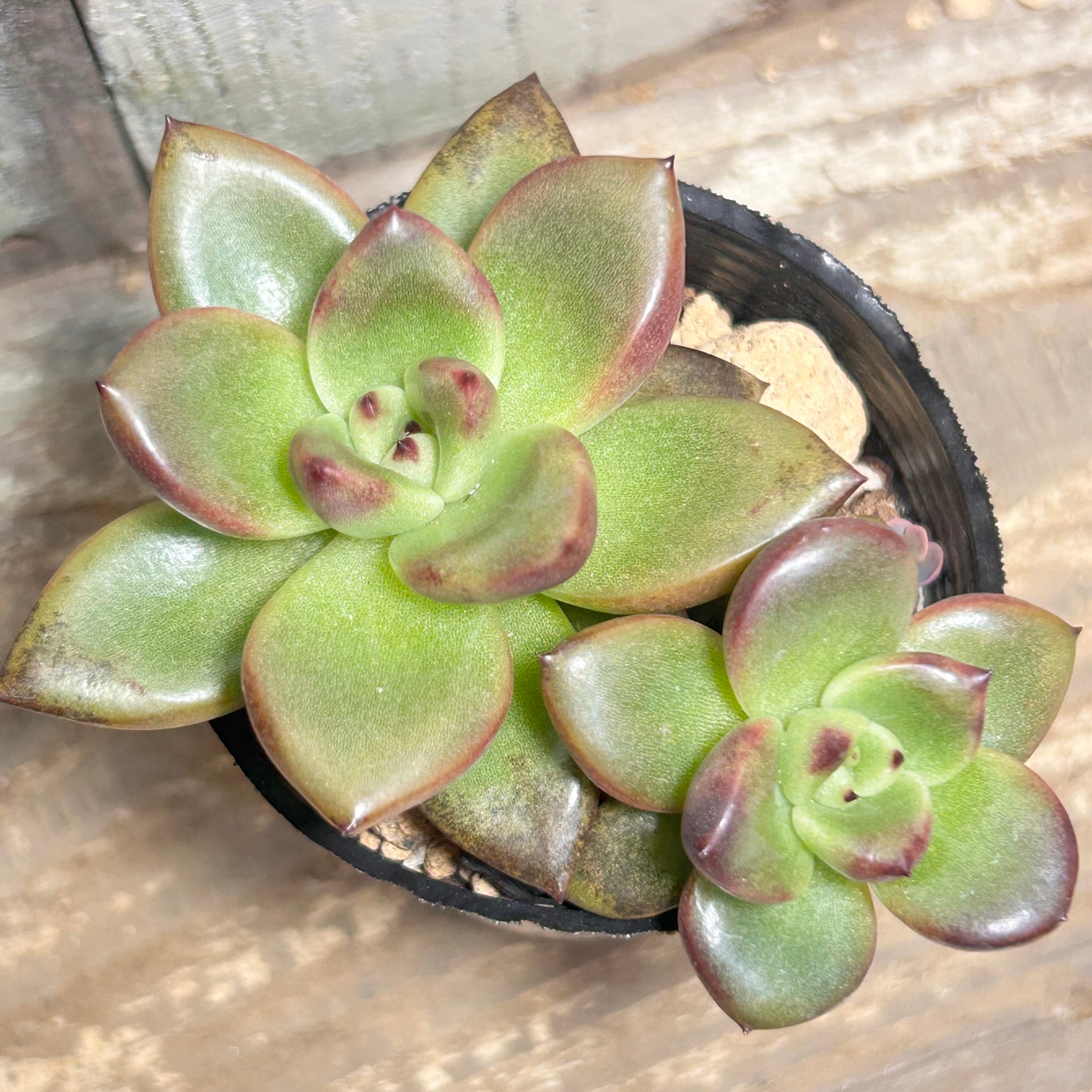 アリエル | RuPo 多肉植物専門店