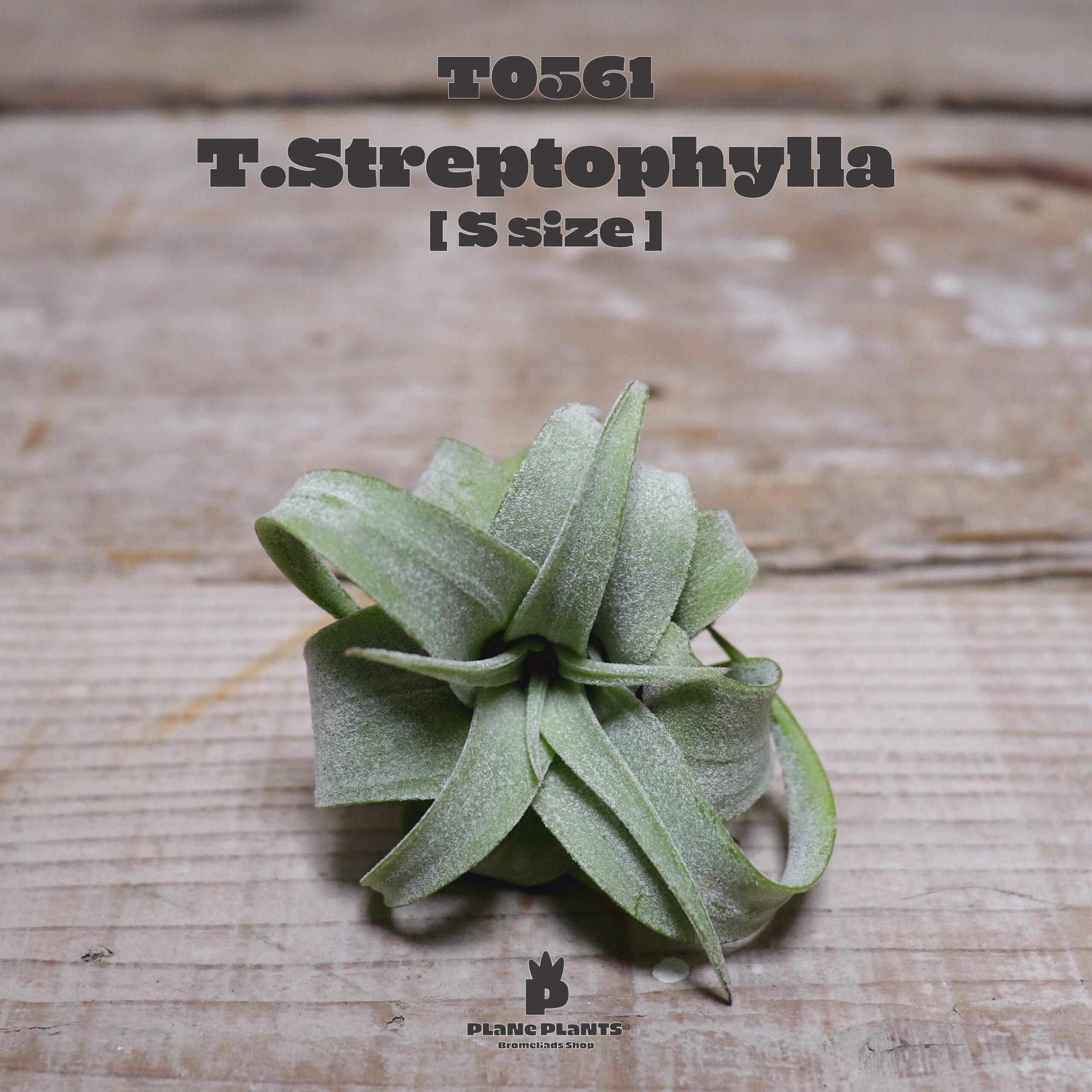 【送料無料】ストレプトフィラS〔エアプランツ〕現品発送T0561