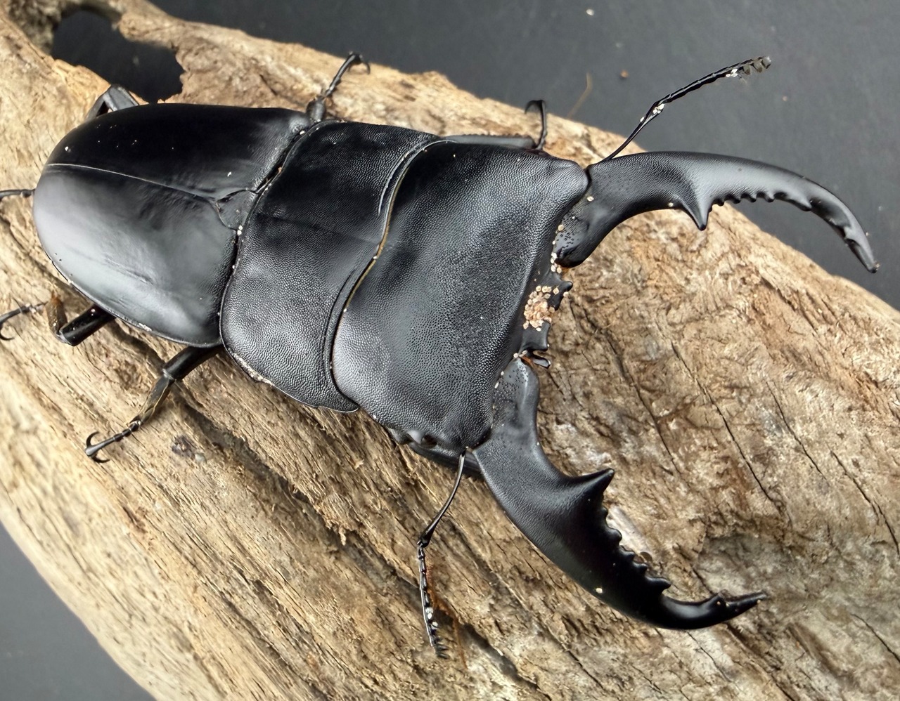 【WD】《マリンドッケヒラタ マリンディグ産 81.5mm ペア》