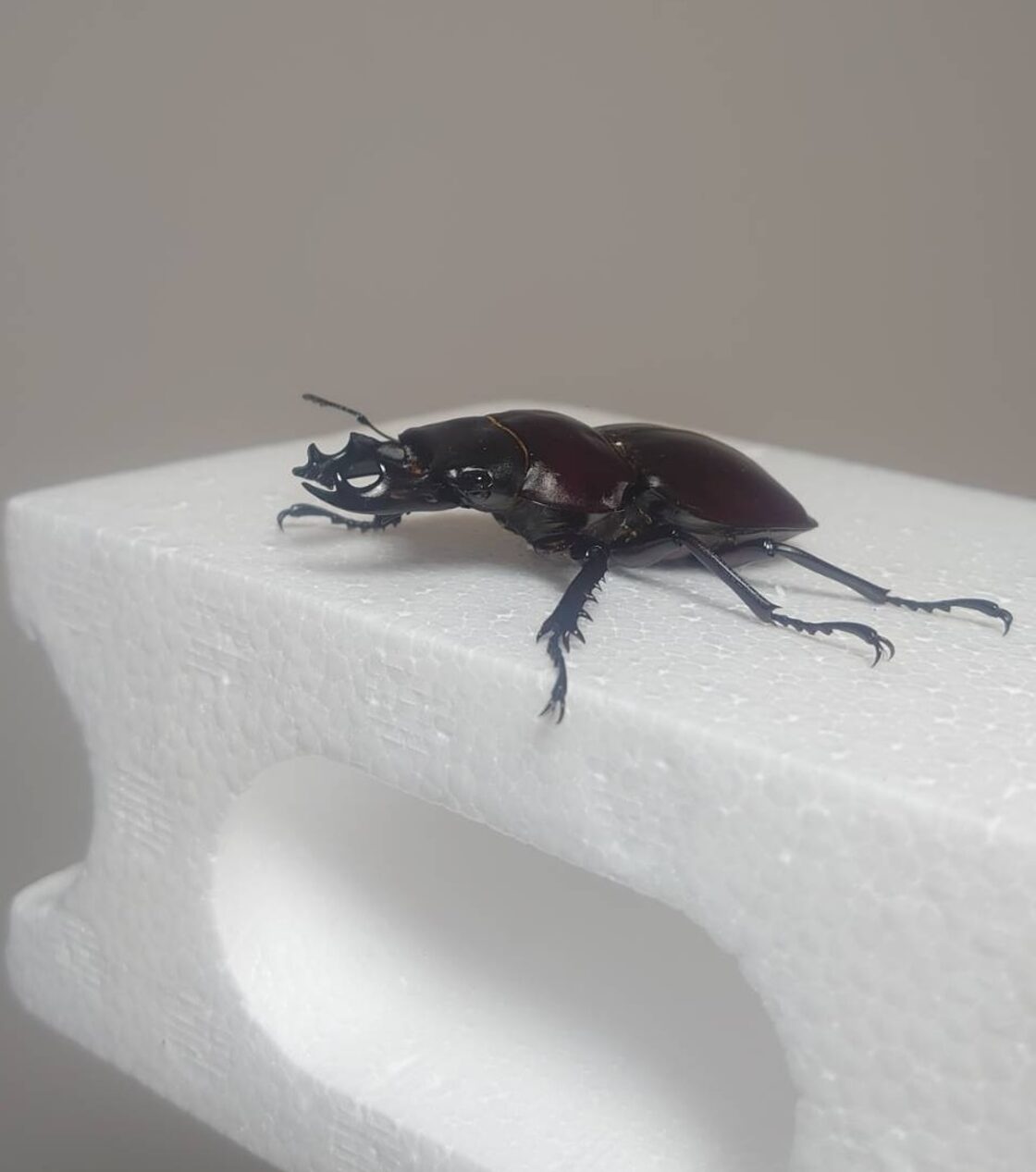 大歯】ヤエヤママルバネクワガタ西表島大見謝 ペア ♂55.1mm・♀45.9 