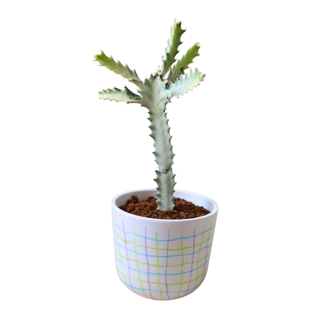 ホワイトゴースト（35cm）
