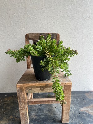 リューコスペルマム ハルバルー③⭐︎