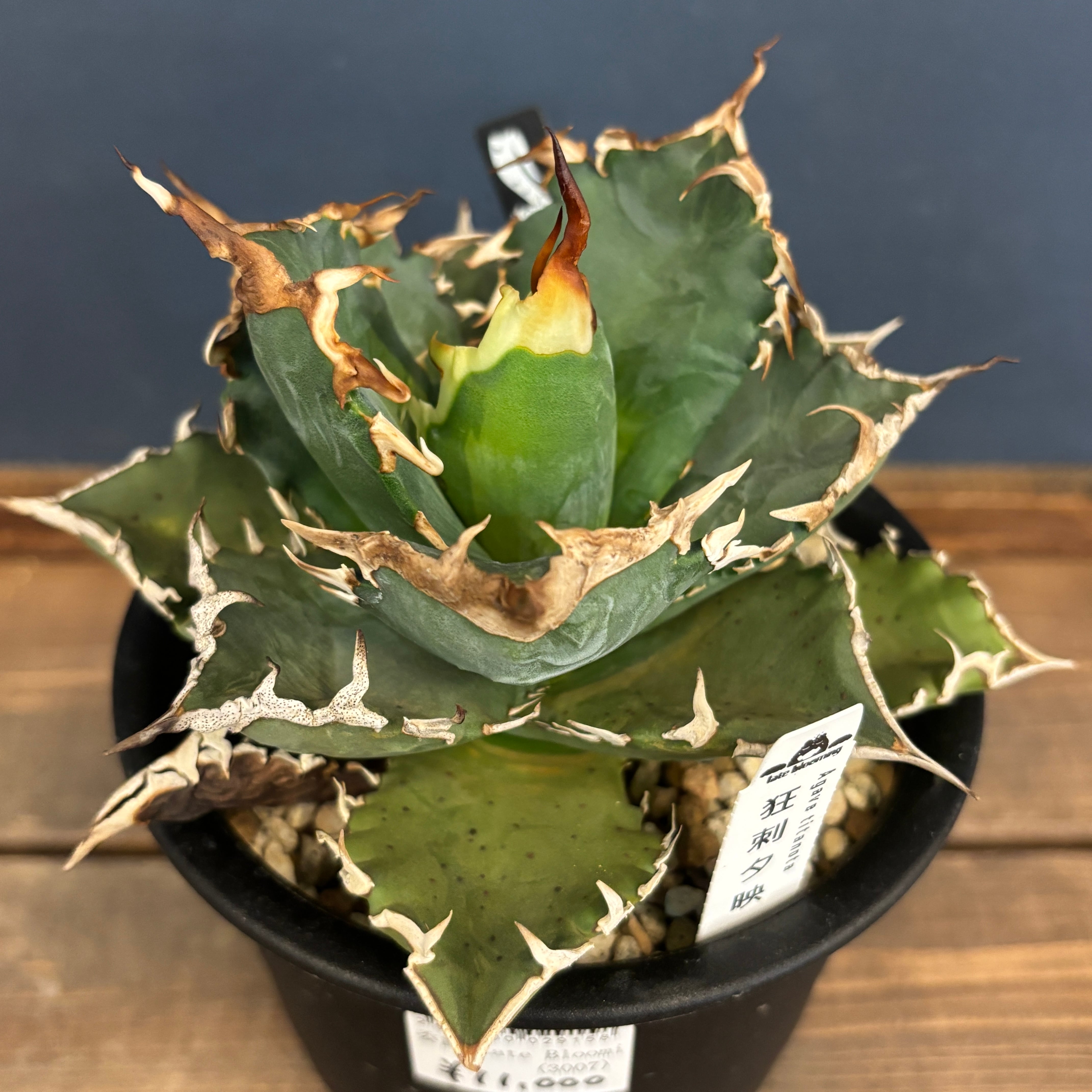 【訳あり特別値下げ】アガベ　チタノタ　狂刺夕映　大株　子株付き 訳あり特別値下げ】アガベ チタノタ 狂刺夕映 大株 子株付き 訳