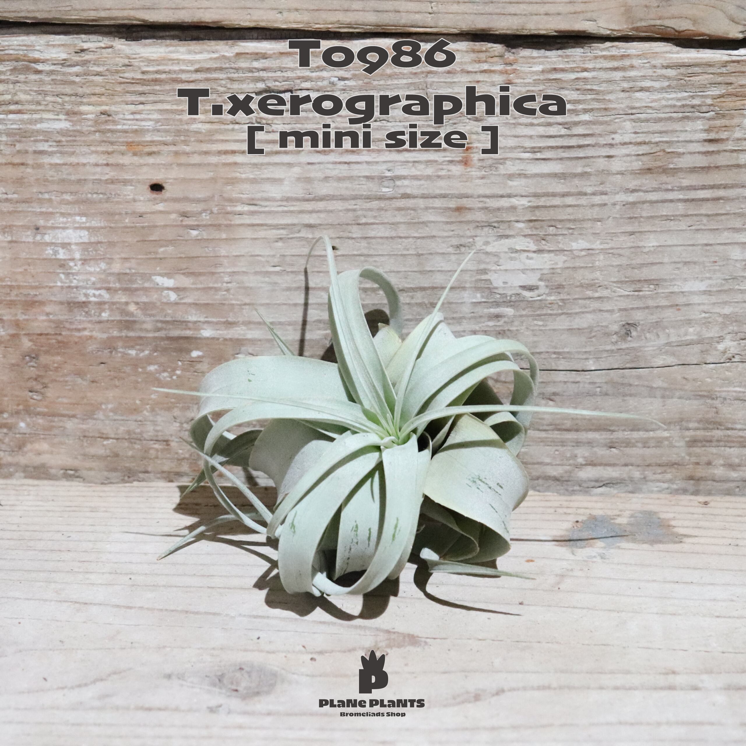 【送料無料】キセログラフィカ mini〔エアプランツ〕現品発送T0986