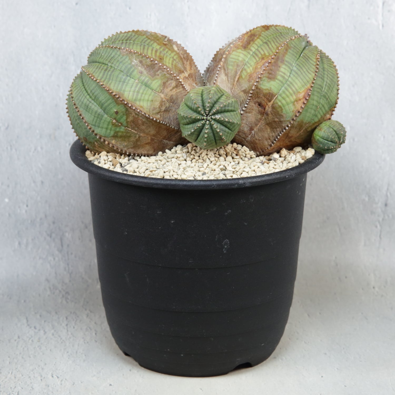 超厳選株】ヴィンテージ 超大株 最大幅 約17cm ダブルヘッド 仔吹き