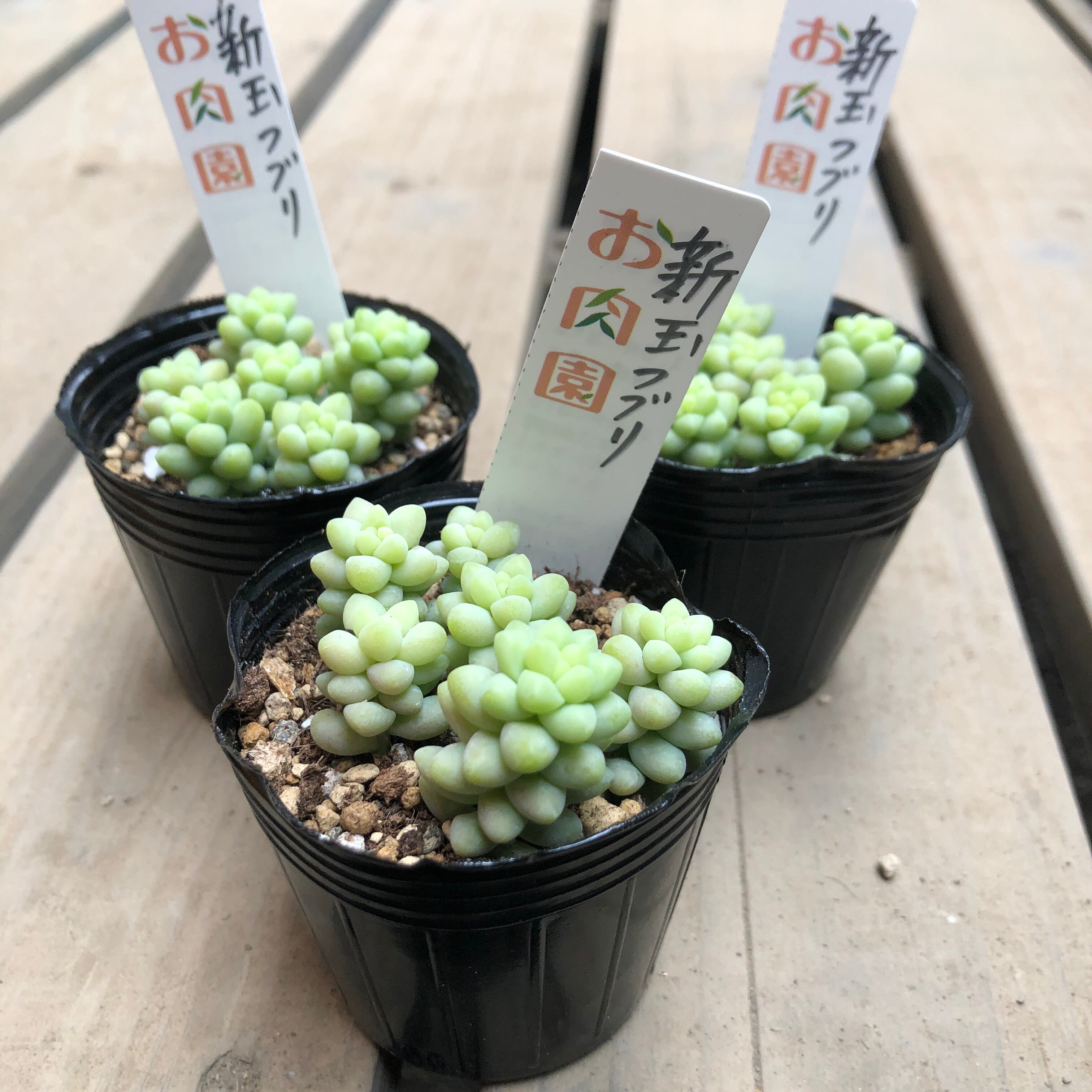 新玉つづり ビアホップ お肉園 セダム 多肉植物 Melty Works 多肉植物 と Dulton プランター のお店 新玉つづり ビアホップ お肉園 セダム 多肉植物 Melty Works 多肉植物 と Dulton プランター のお店