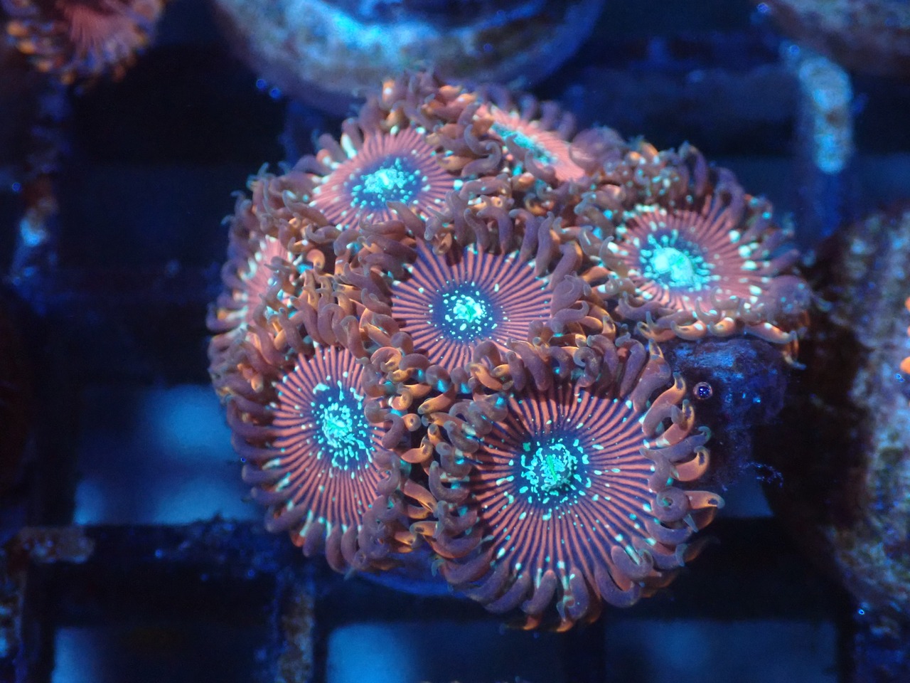 Majician From Makassar 19