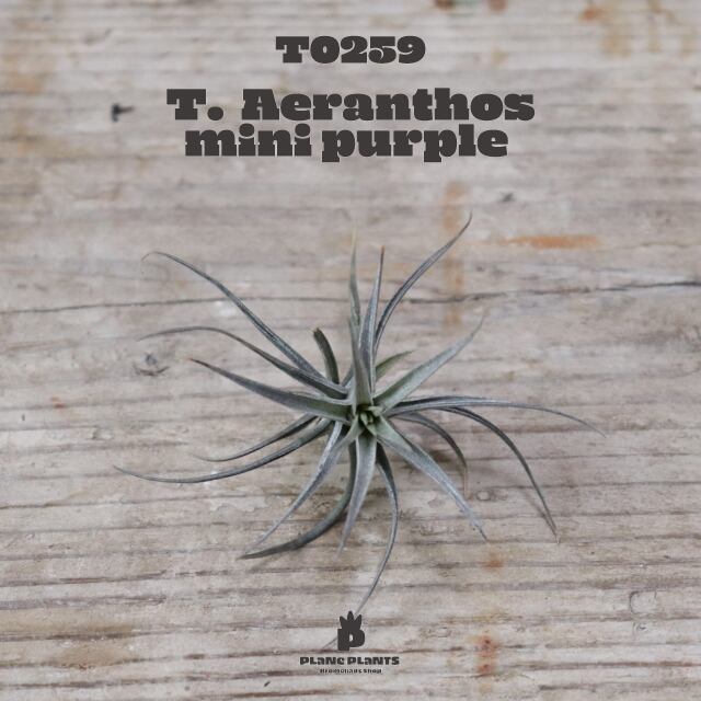 【送料無料】アエラントス ミニパープル〔エアプランツ〕現品発送T0259