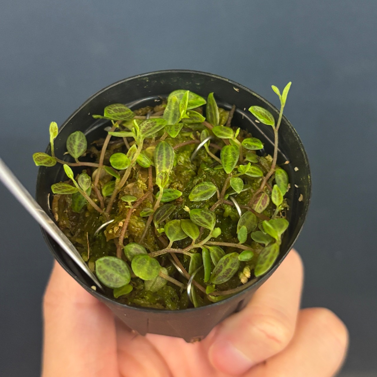 ペペロミア jamesoniana Ecuador【82】